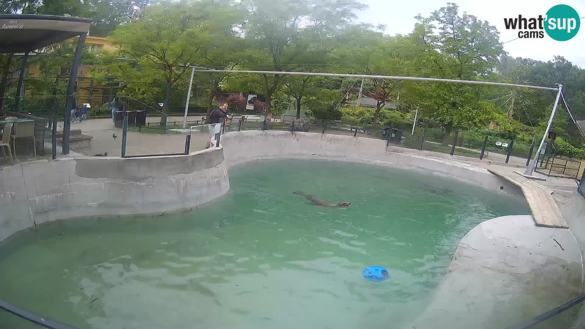 Zoo Zagreb – Kalifornischer Seelöwe
