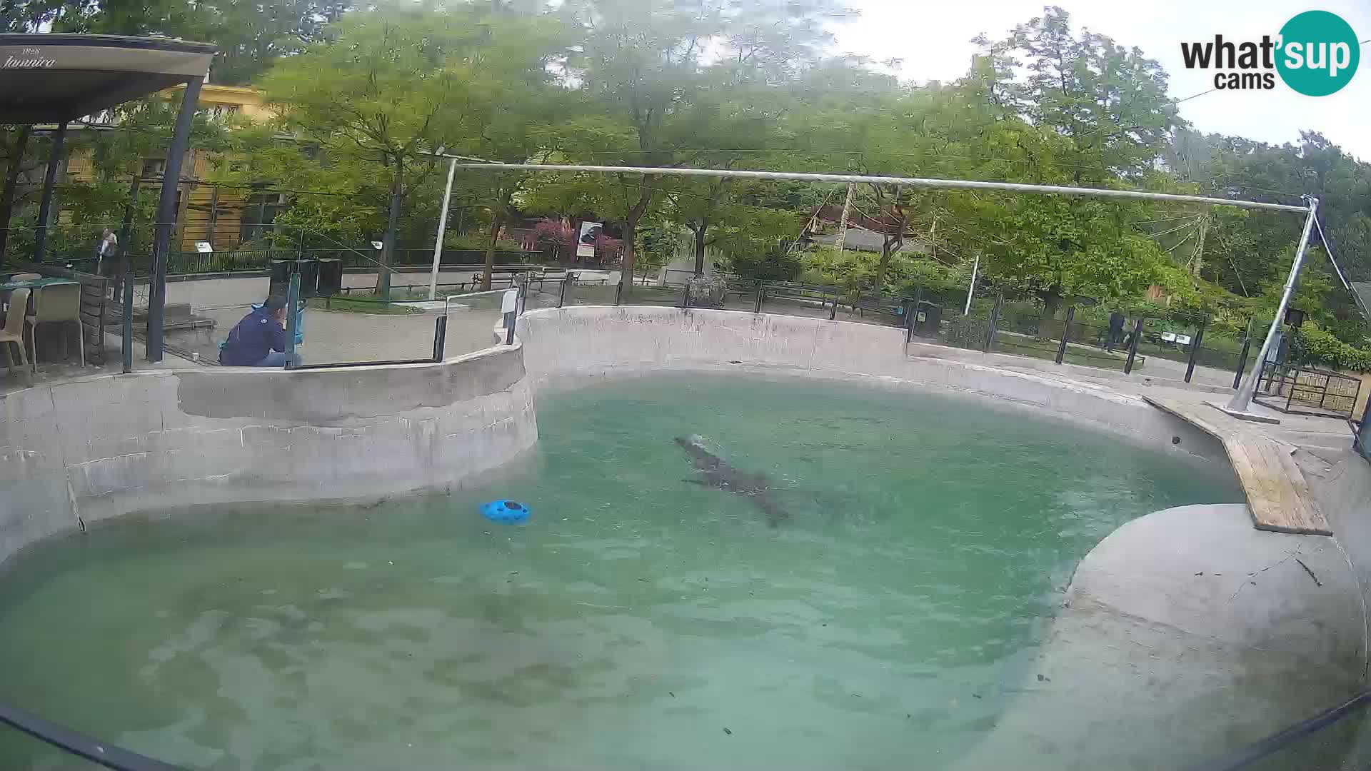 Zoo Zagreb – Kalifornischer Seelöwe