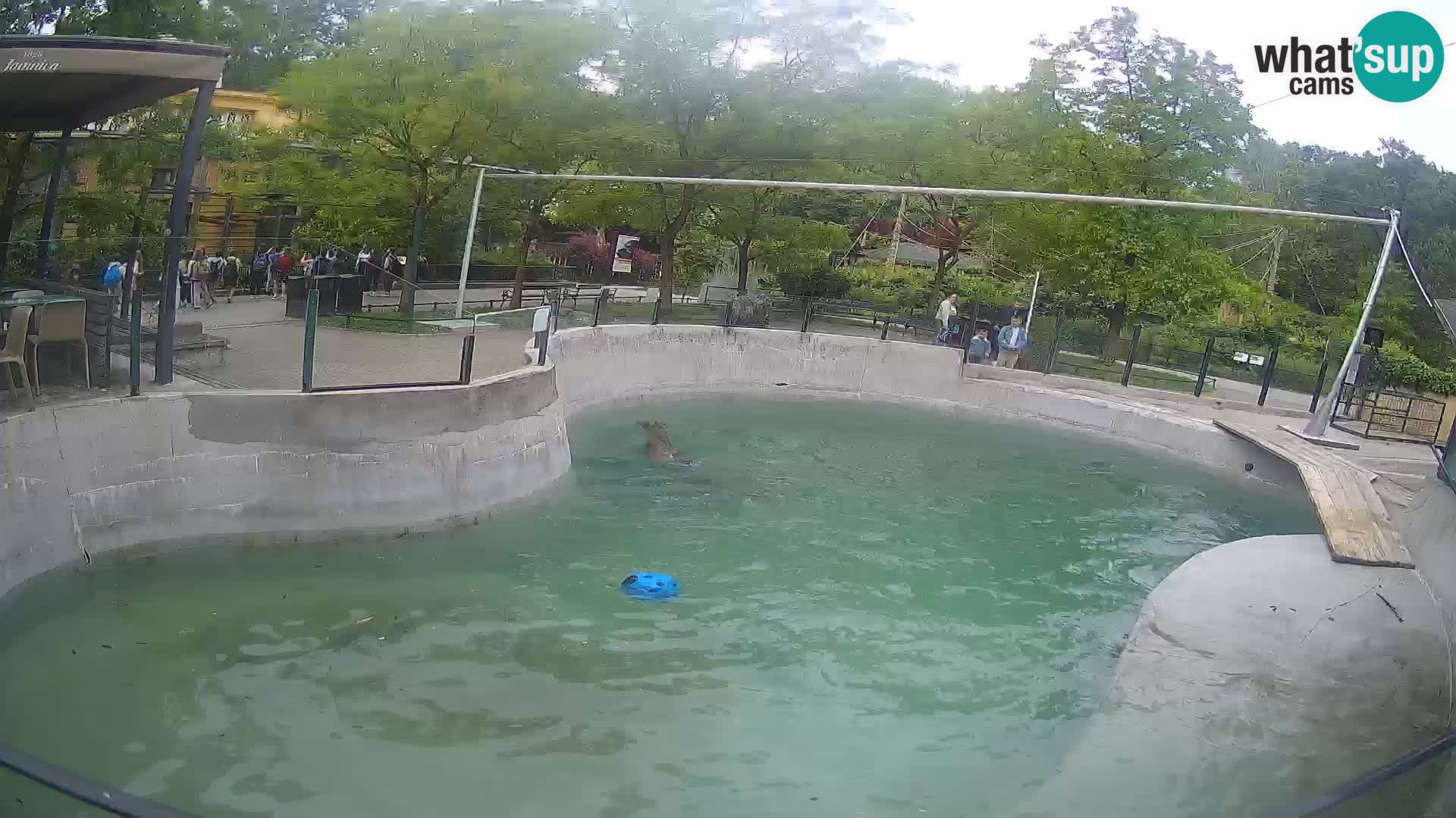 Zoo Zagreb – California Sea Lion