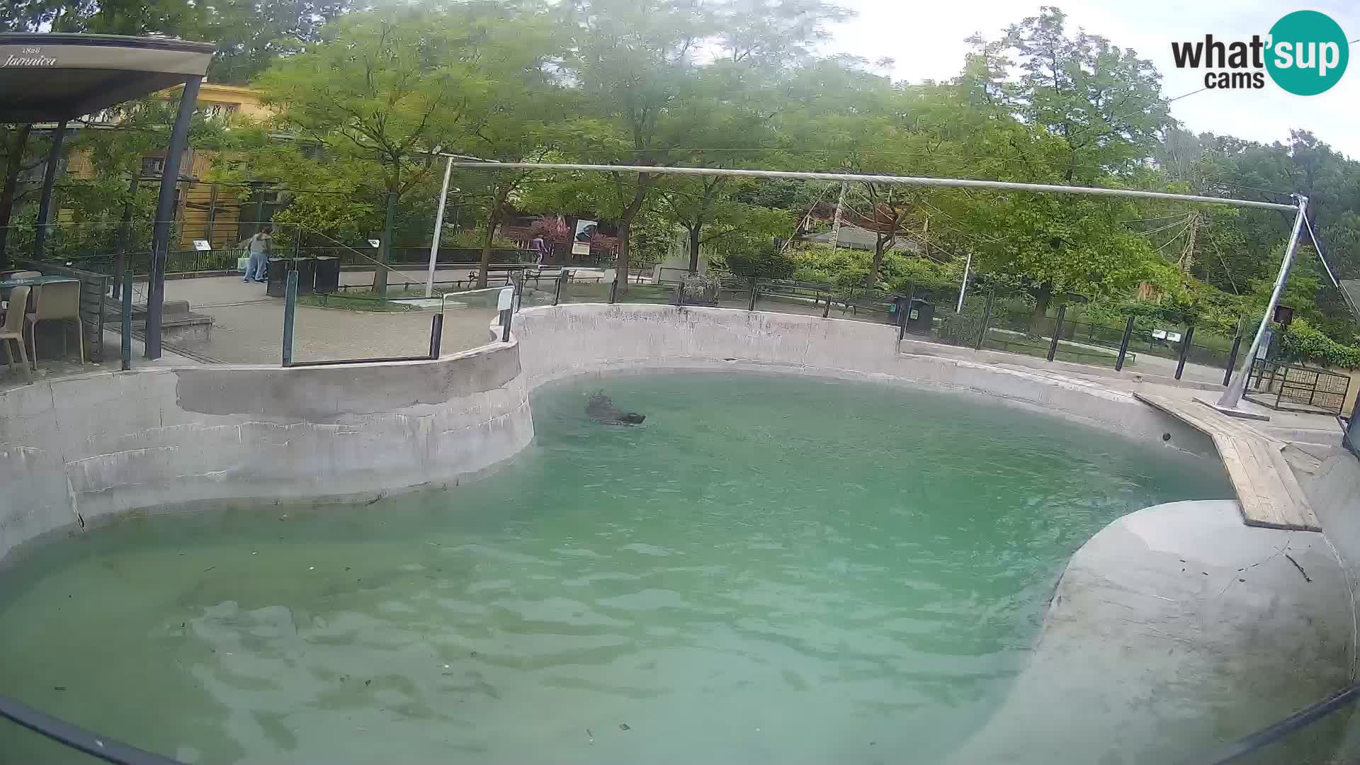 Zoo Zagreb –  León marino de California