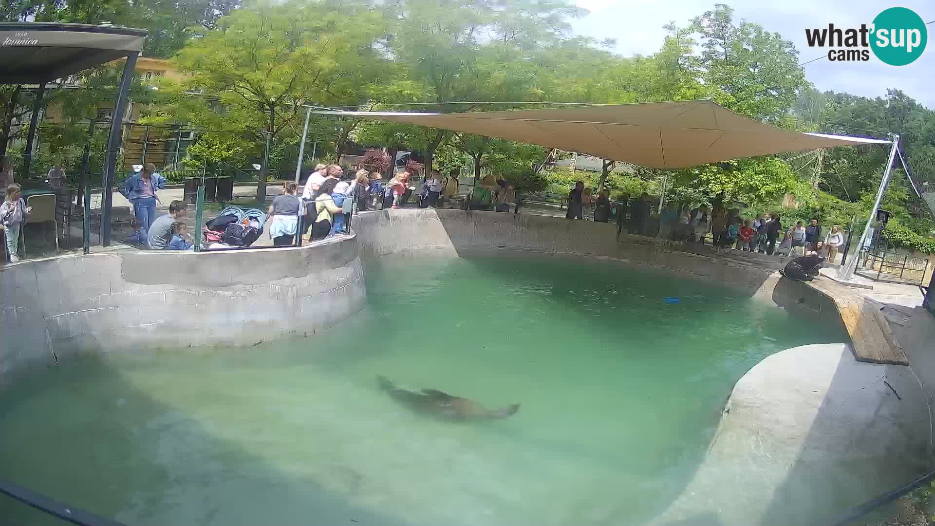 Zoo Zagreb – Kalifornijski morski lev
