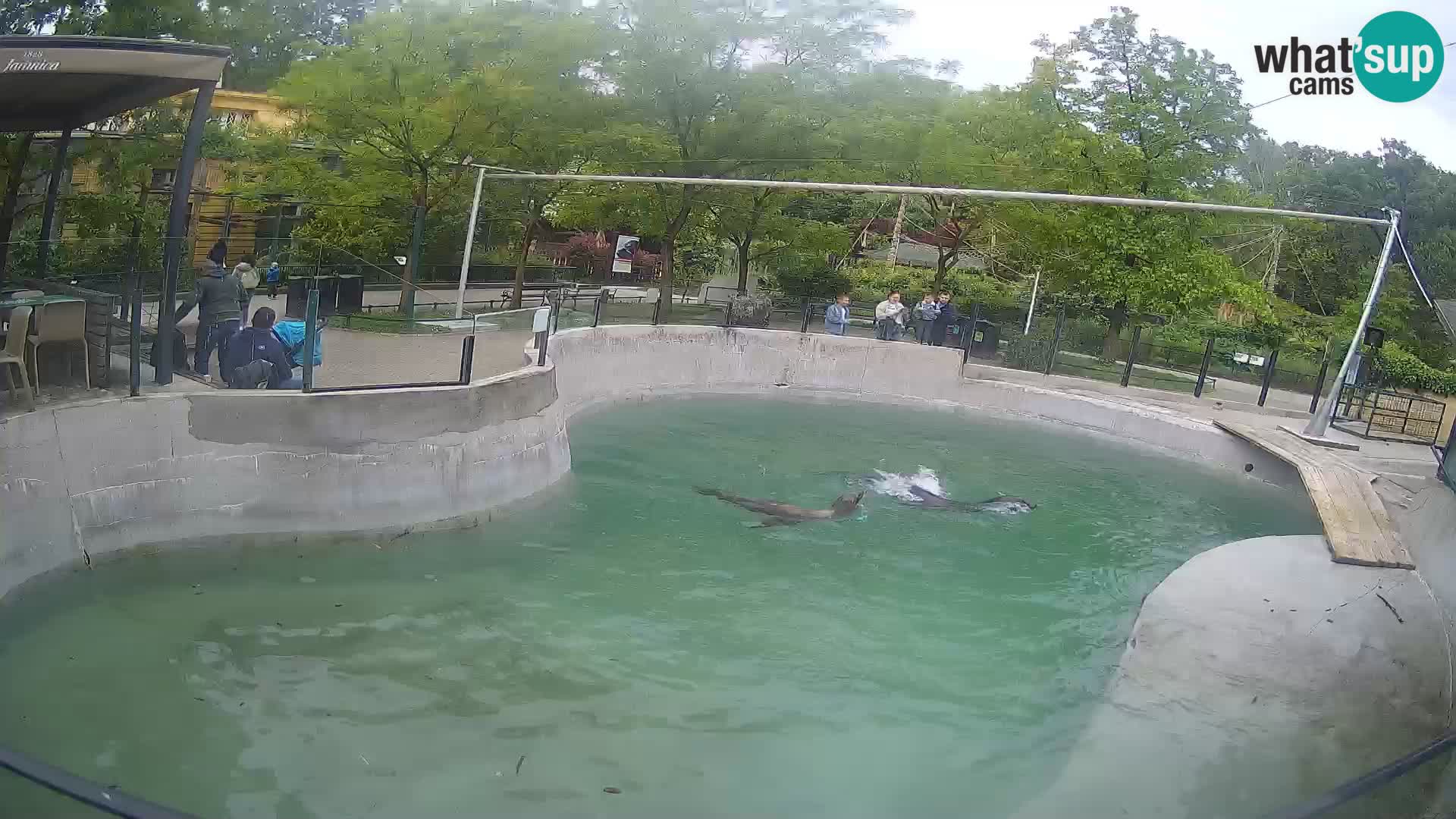 Zoo Zagreb – California Sea Lion