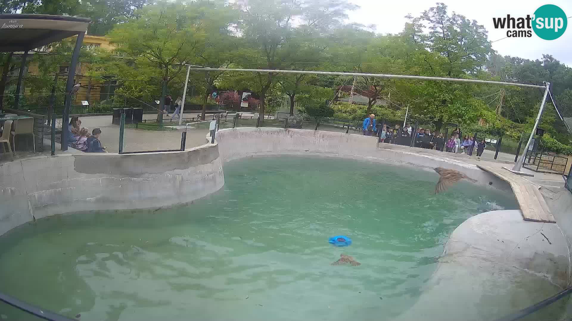 Zoo Zagreb – Kalifornijski morski lav