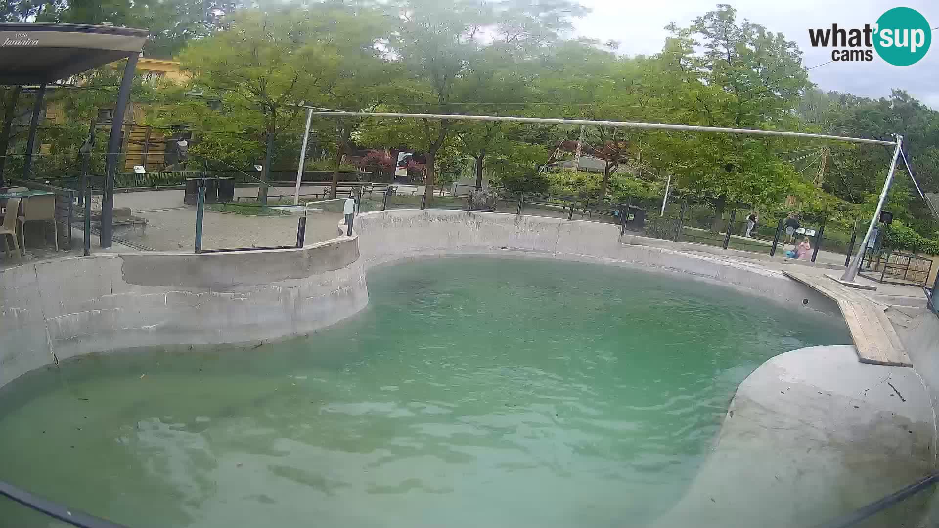 Zoo Zagreb –  León marino de California