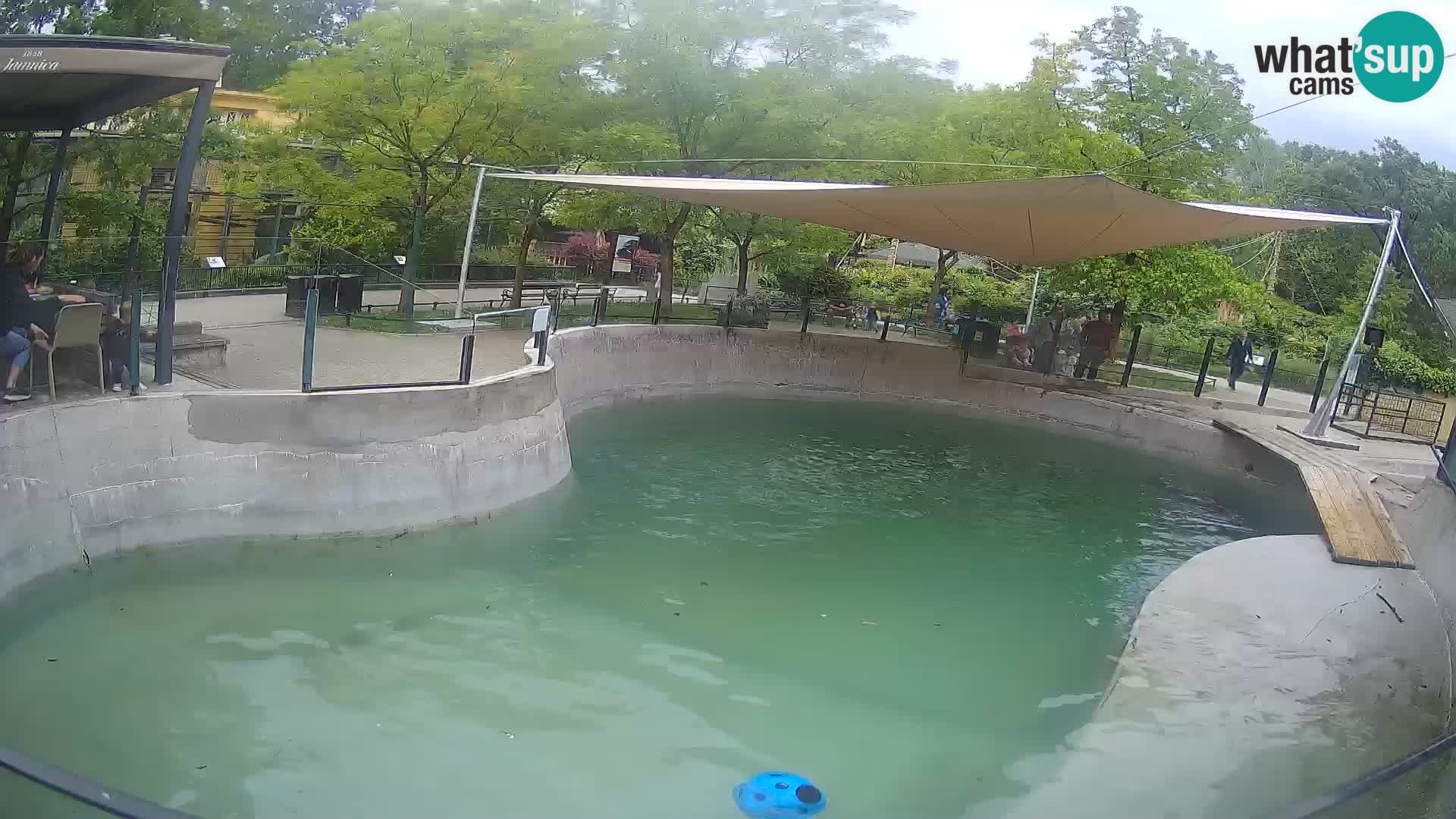 Zoo Zagreb –  León marino de California