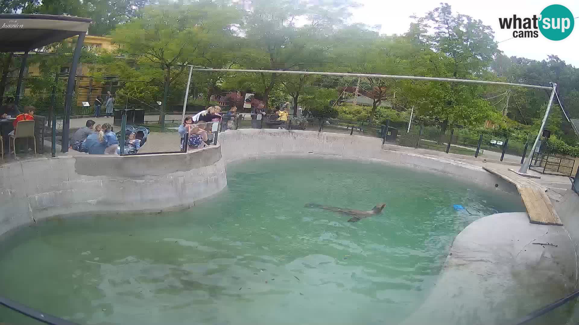 Zoo Zagreb – Otaria della California
