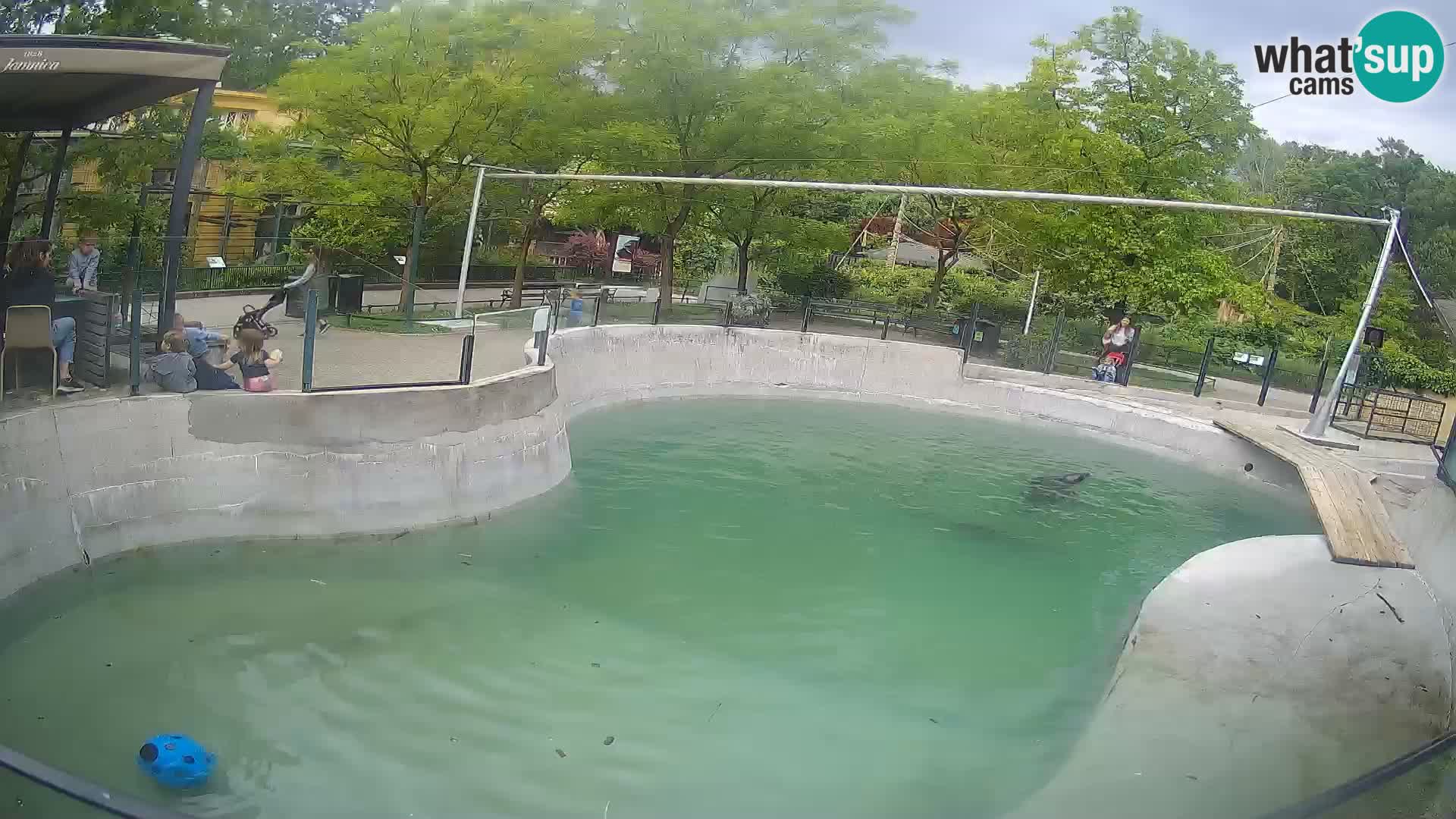 Zoo Zagreb – Kalifornijski morski lav