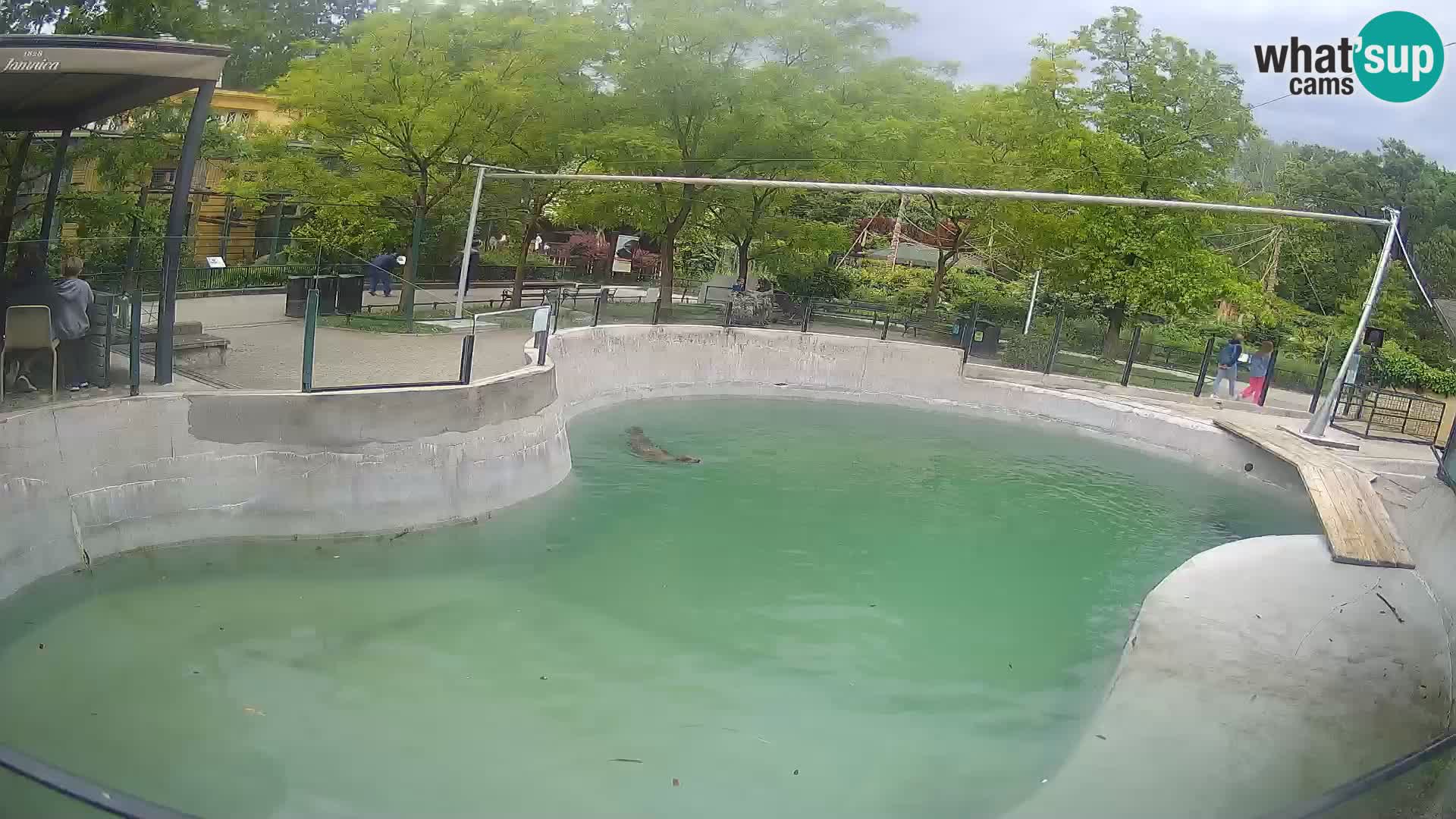 Zoo Zagreb – Kalifornijski morski lav