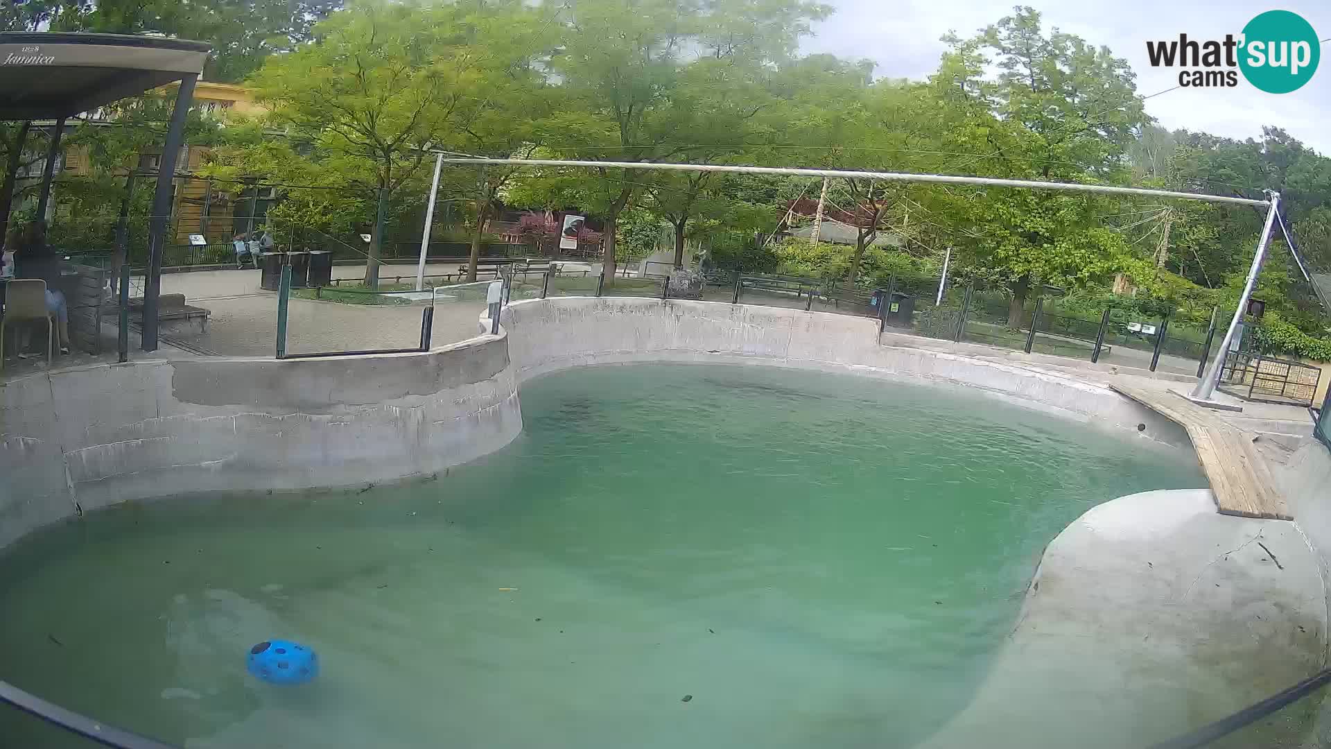 Zoo Zagreb – California Sea Lion