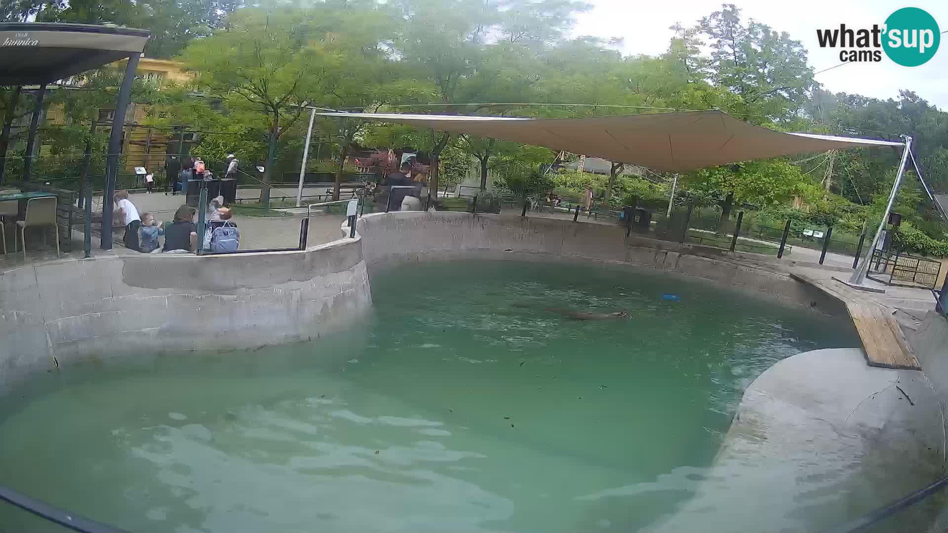 Zoo Zagreb – Otaria della California