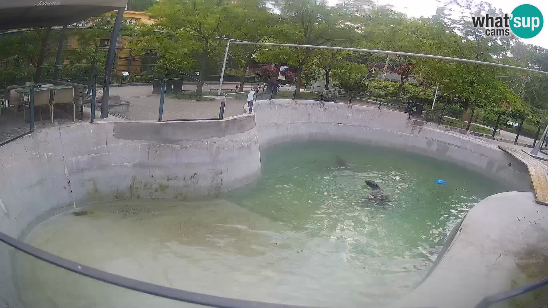 Zoo Zagreb – California Sea Lion