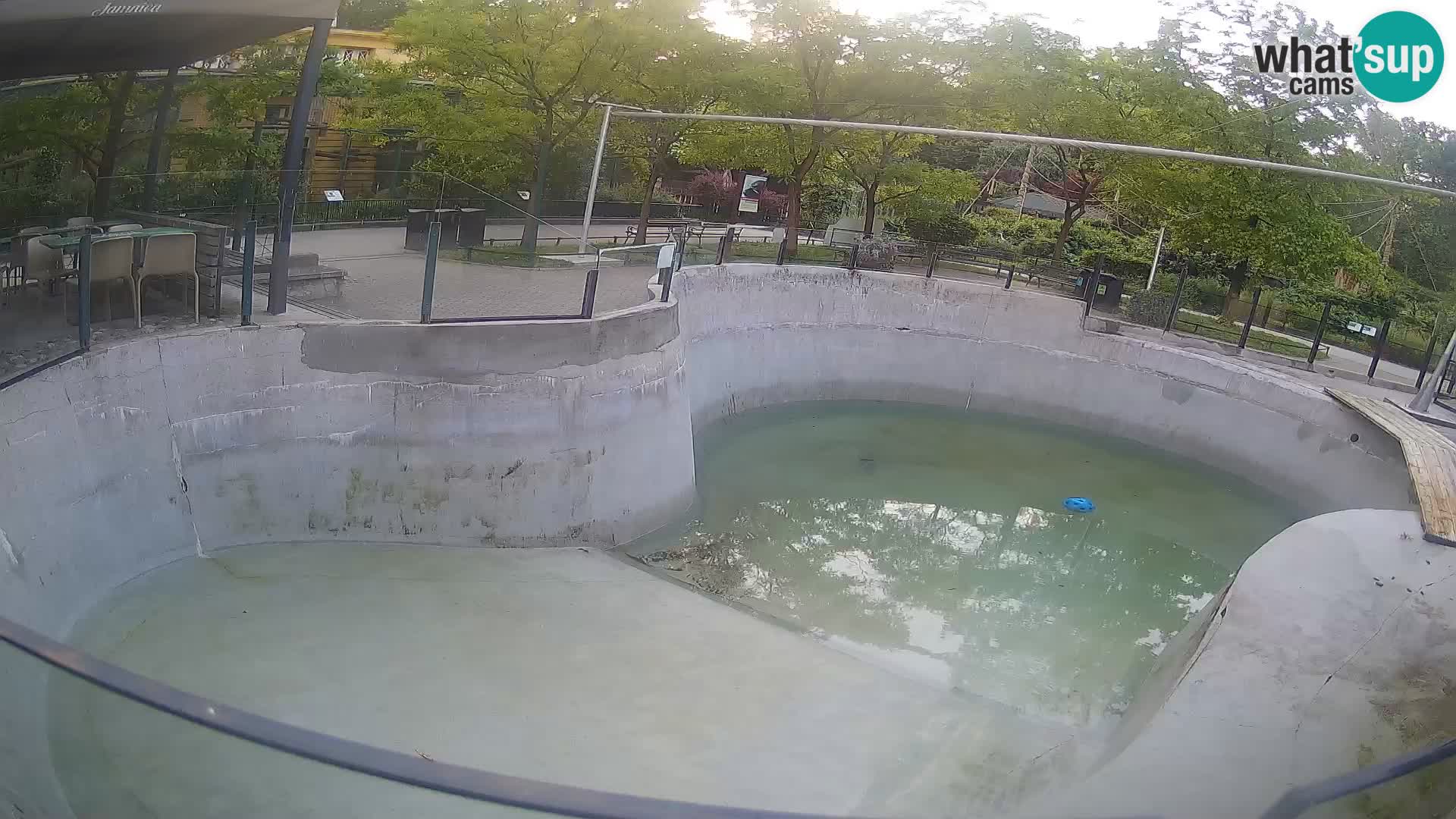 Zoo Zagreb – Kalifornijski morski lev