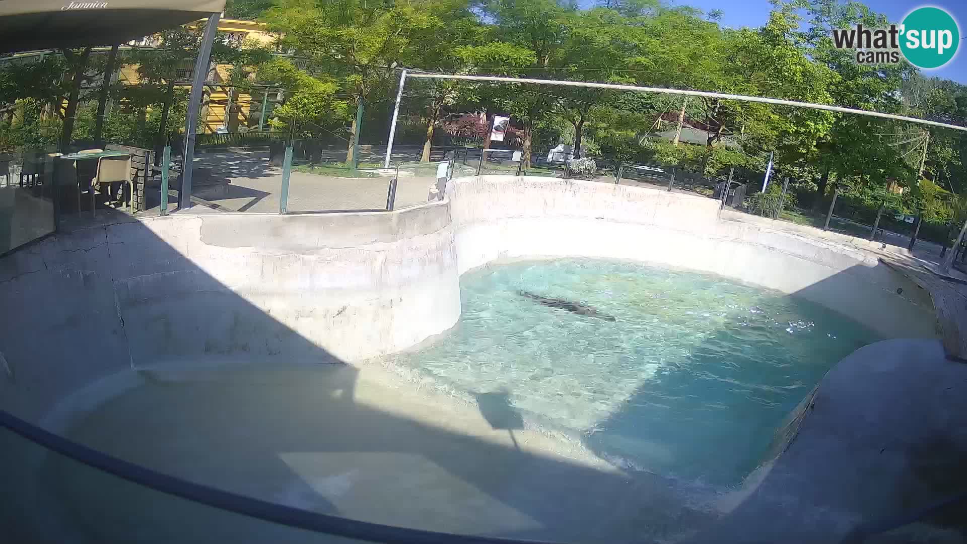 Zoo Zagreb –  León marino de California
