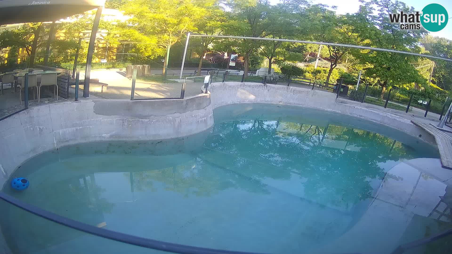 Zoo Zagreb – Kalifornijski morski lav