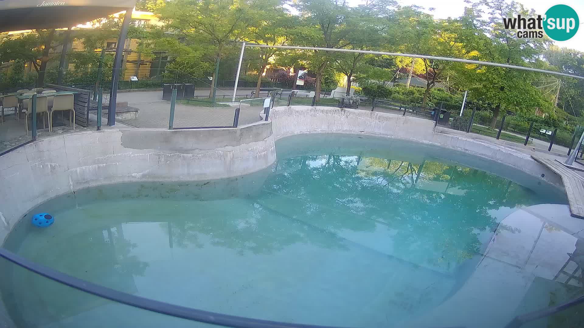Zoo Zagreb – Kalifornijski morski lev