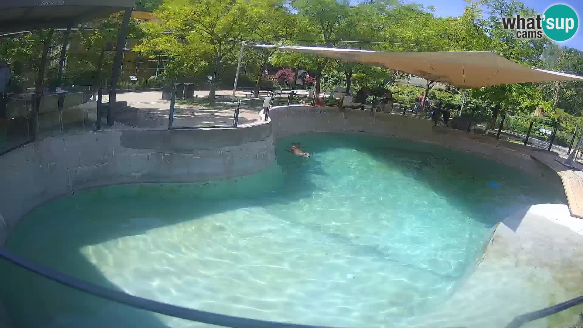 Zoo Zagreb – Otaria della California