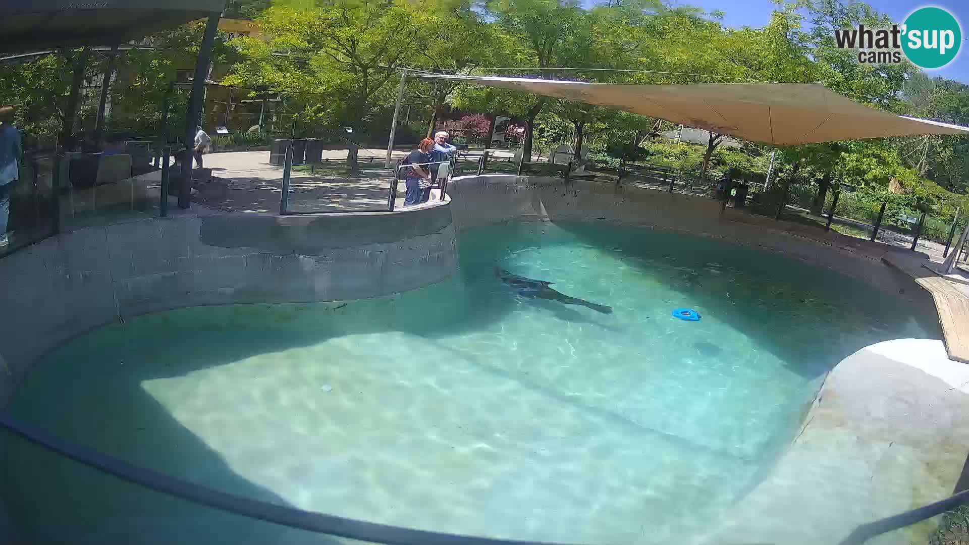 Zoo Zagreb – Kalifornijski morski lav