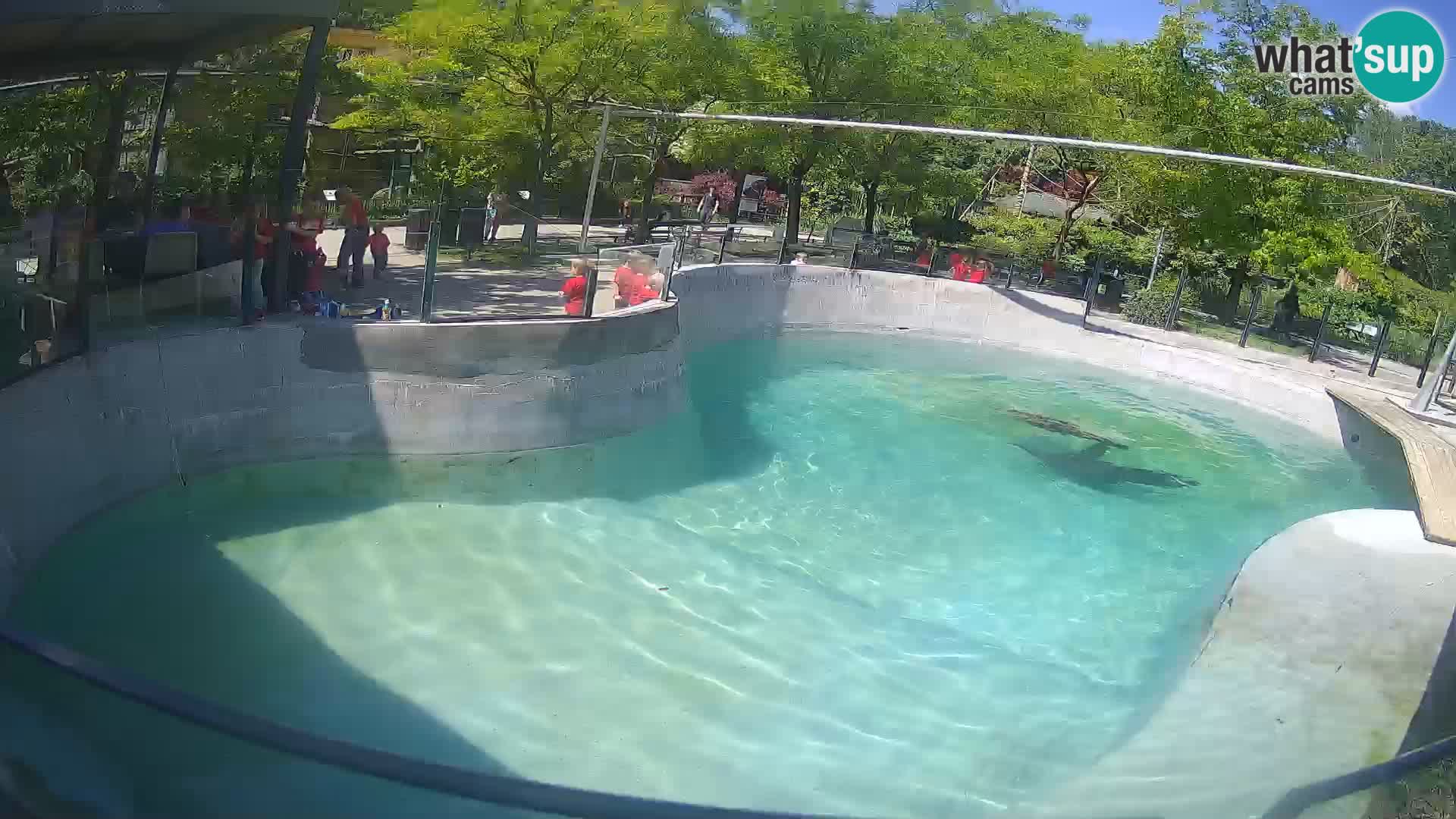 Zoo Zagreb – Kalifornijski morski lev