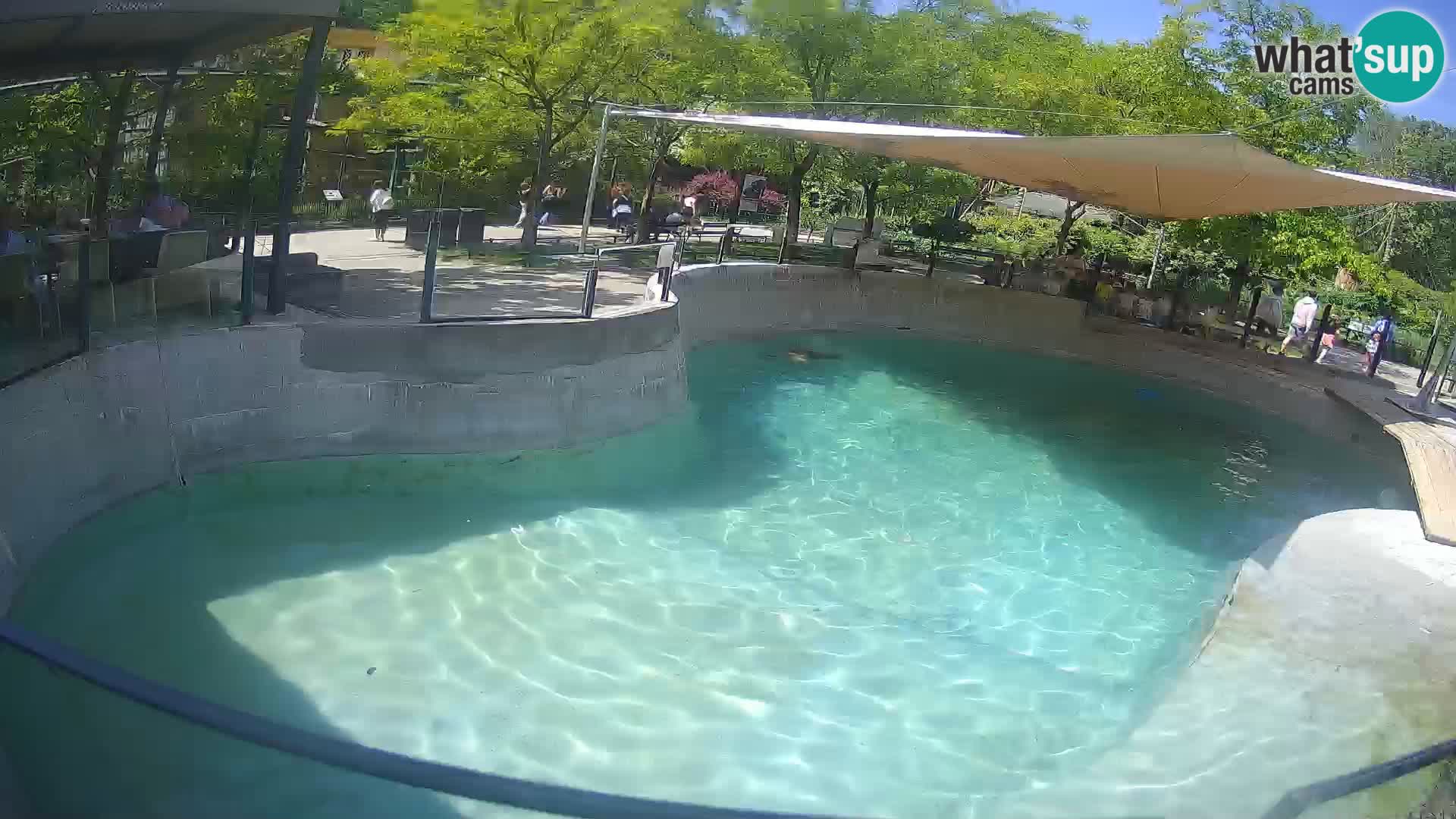 Zoo Zagreb – Otaria della California