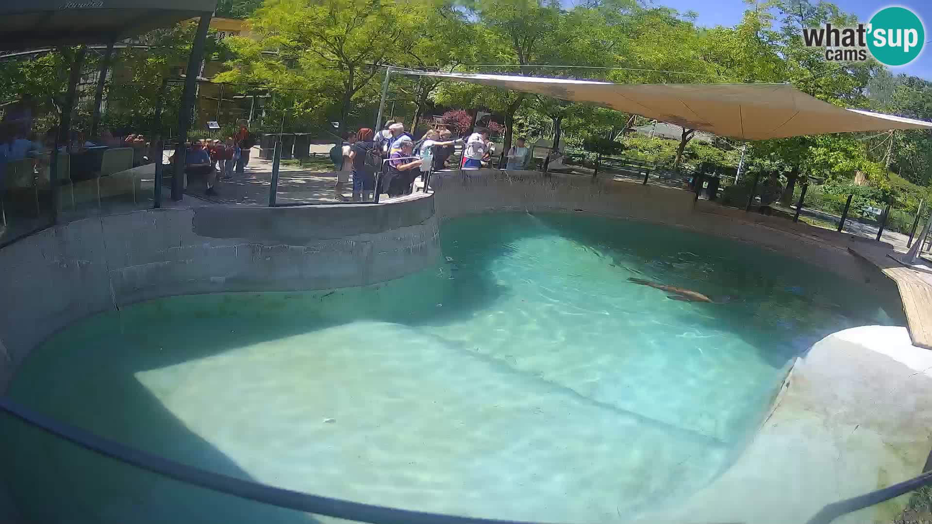 Zoo Zagreb – California Sea Lion