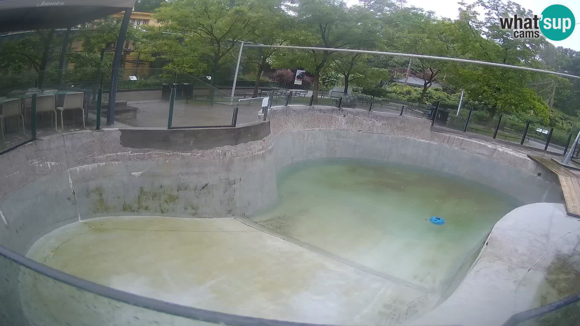 Zoo Zagreb – Kalifornijski morski lev