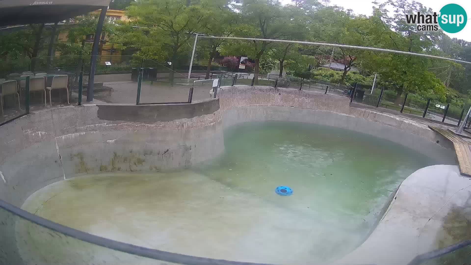 Zoo Zagreb –  León marino de California