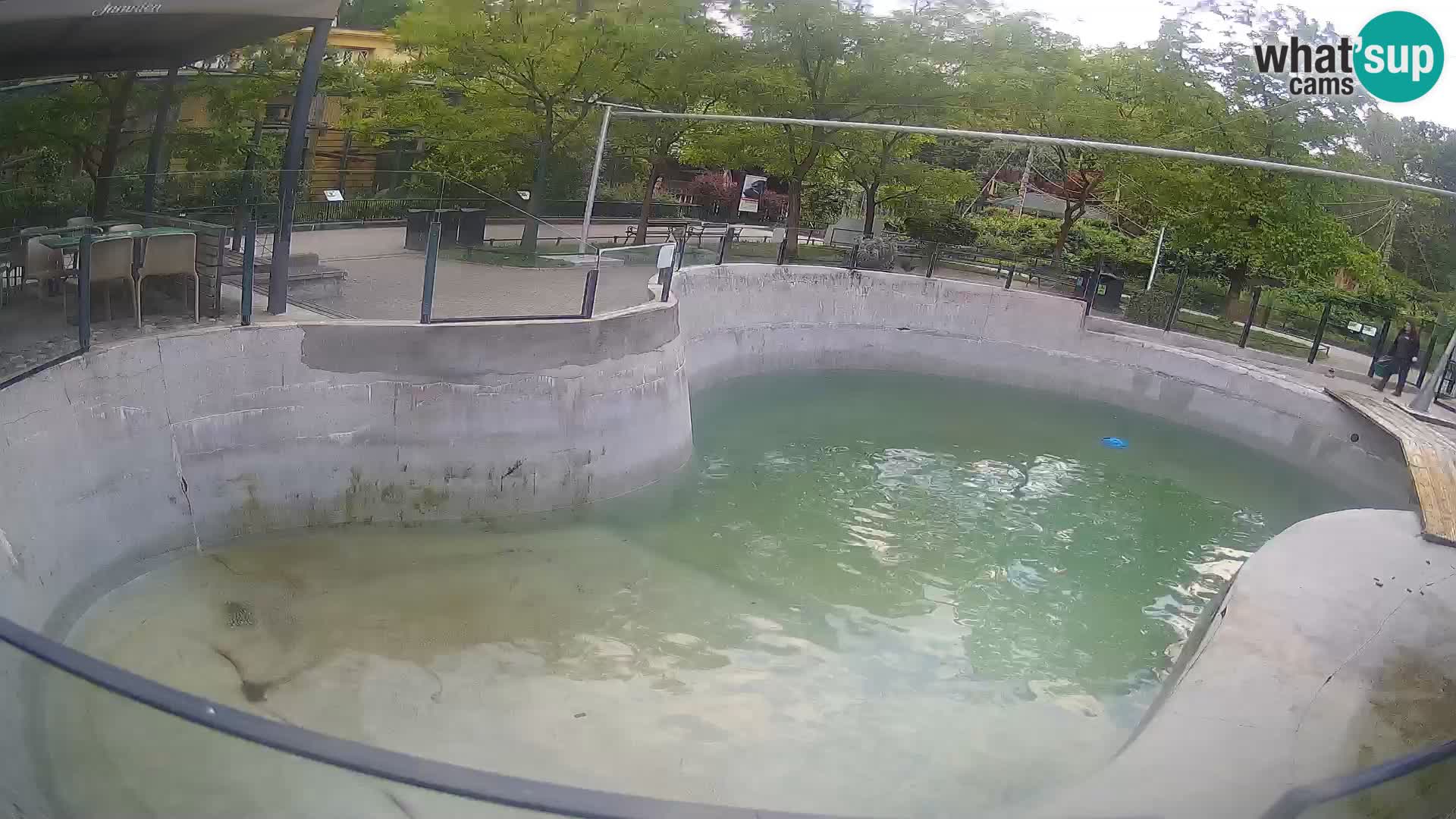Zoo Zagreb – Kalifornijski morski lav