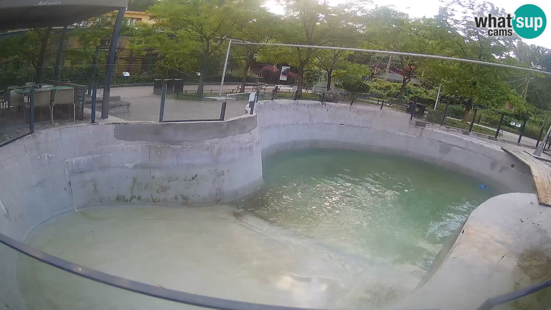 Zoo Zagreb – California Sea Lion