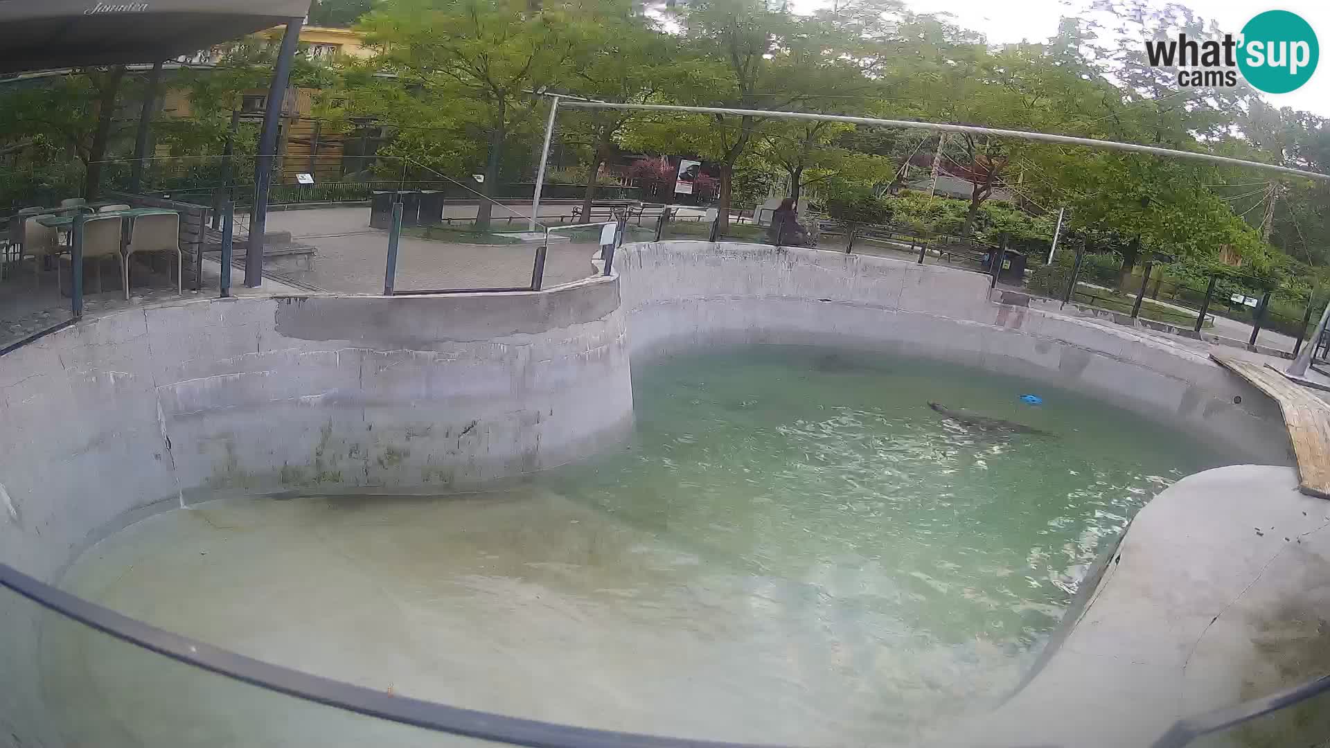 Zoo Zagreb – California Sea Lion