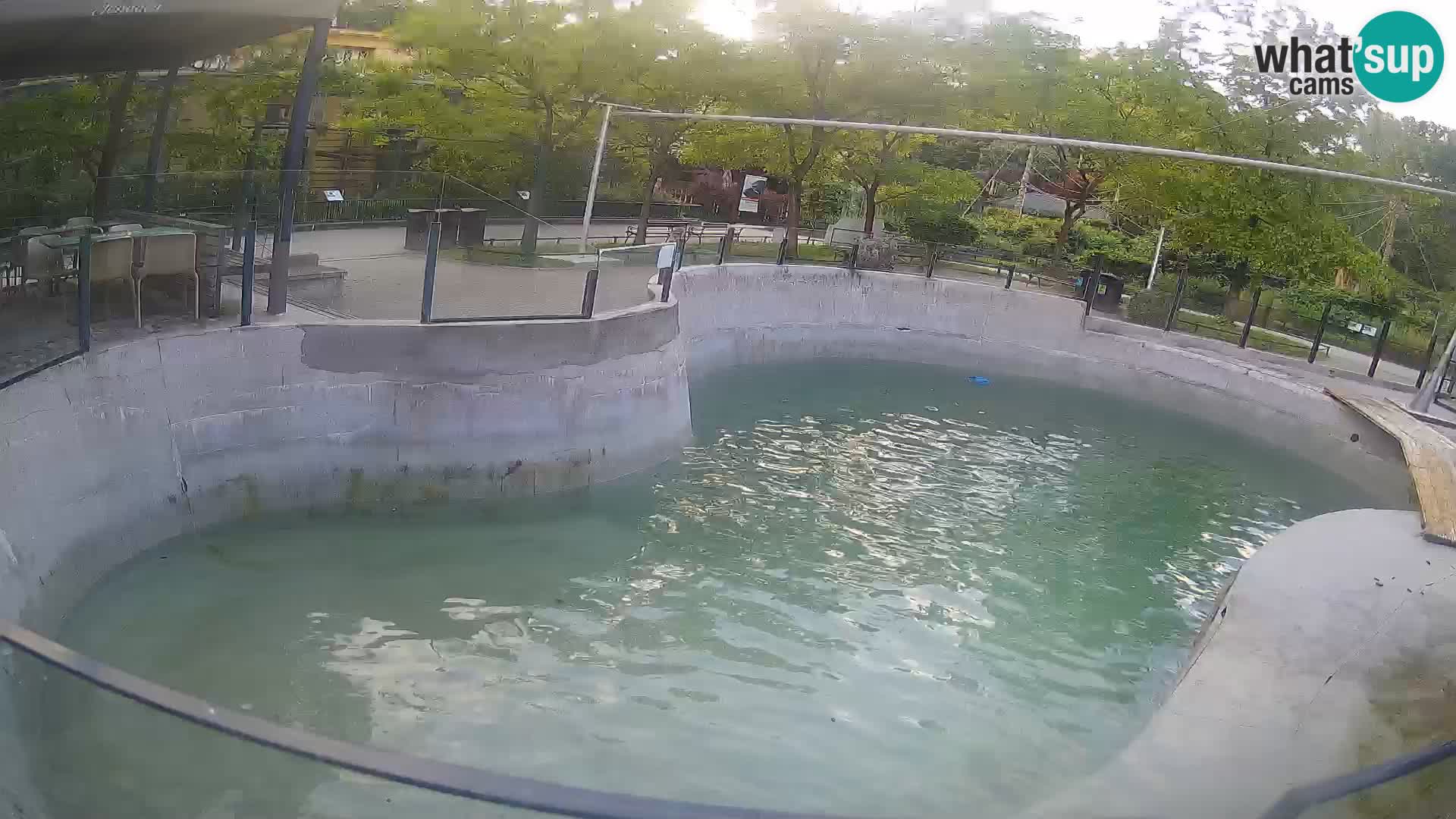 Zoo Zagreb – Kalifornijski morski lav