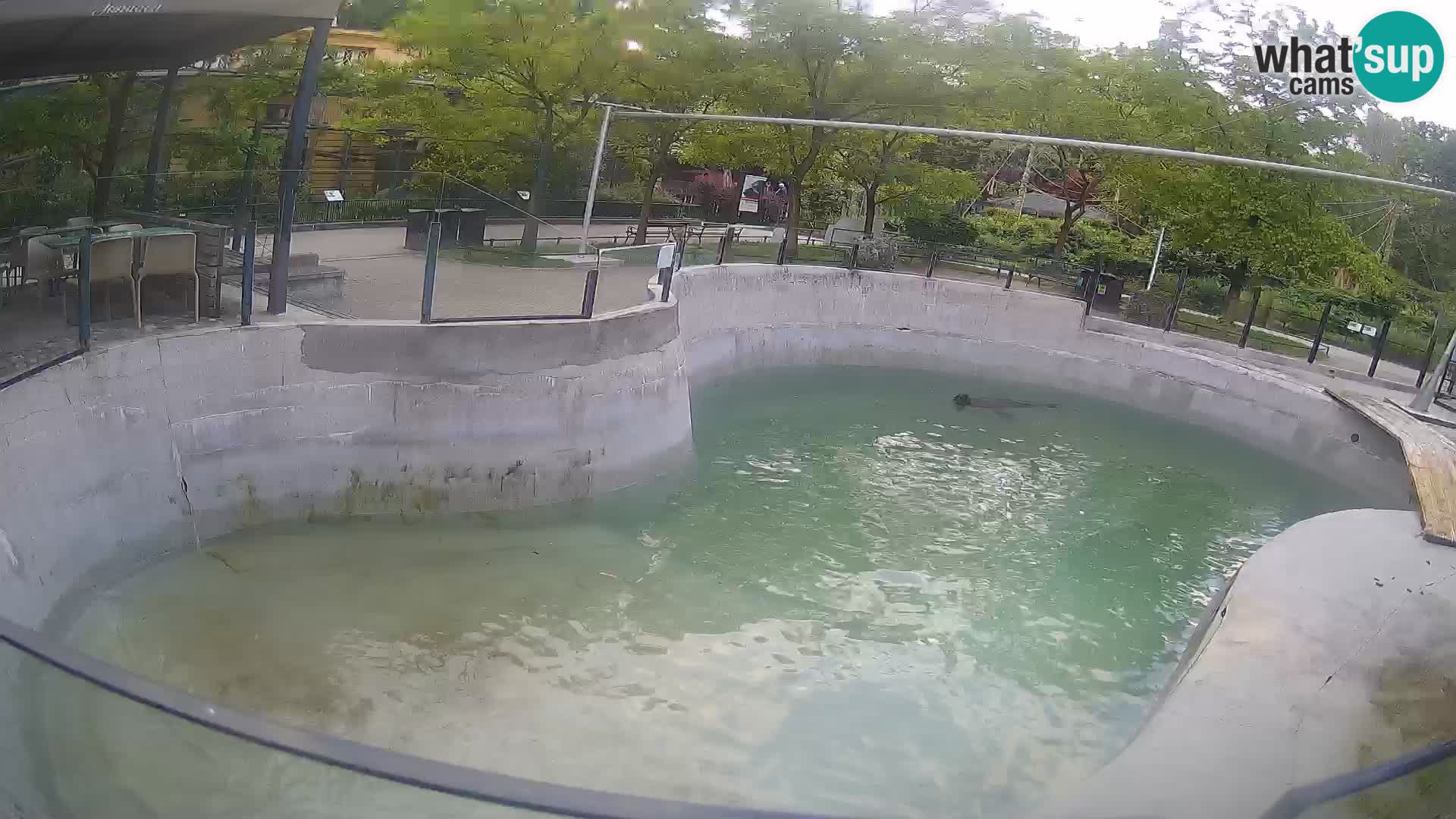 Zoo Zagreb – California Sea Lion