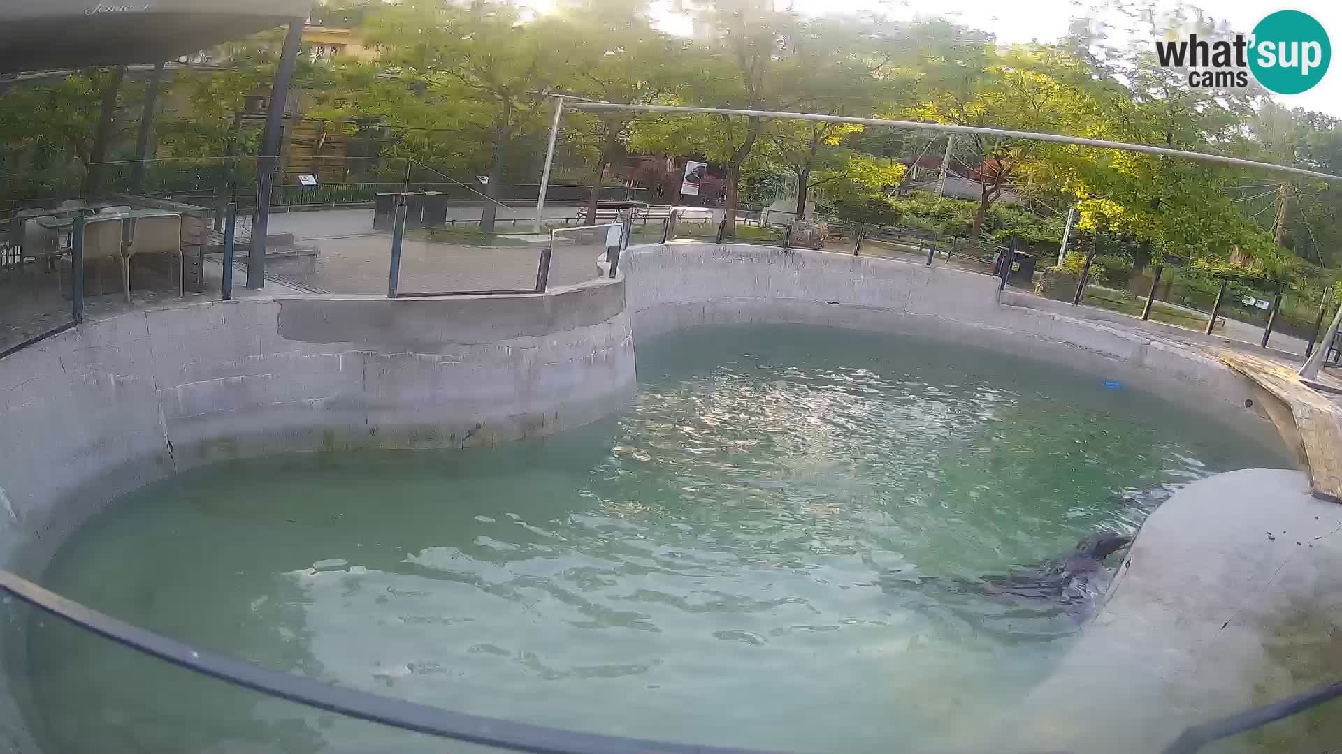 Zoo Zagreb – Kalifornijski morski lav