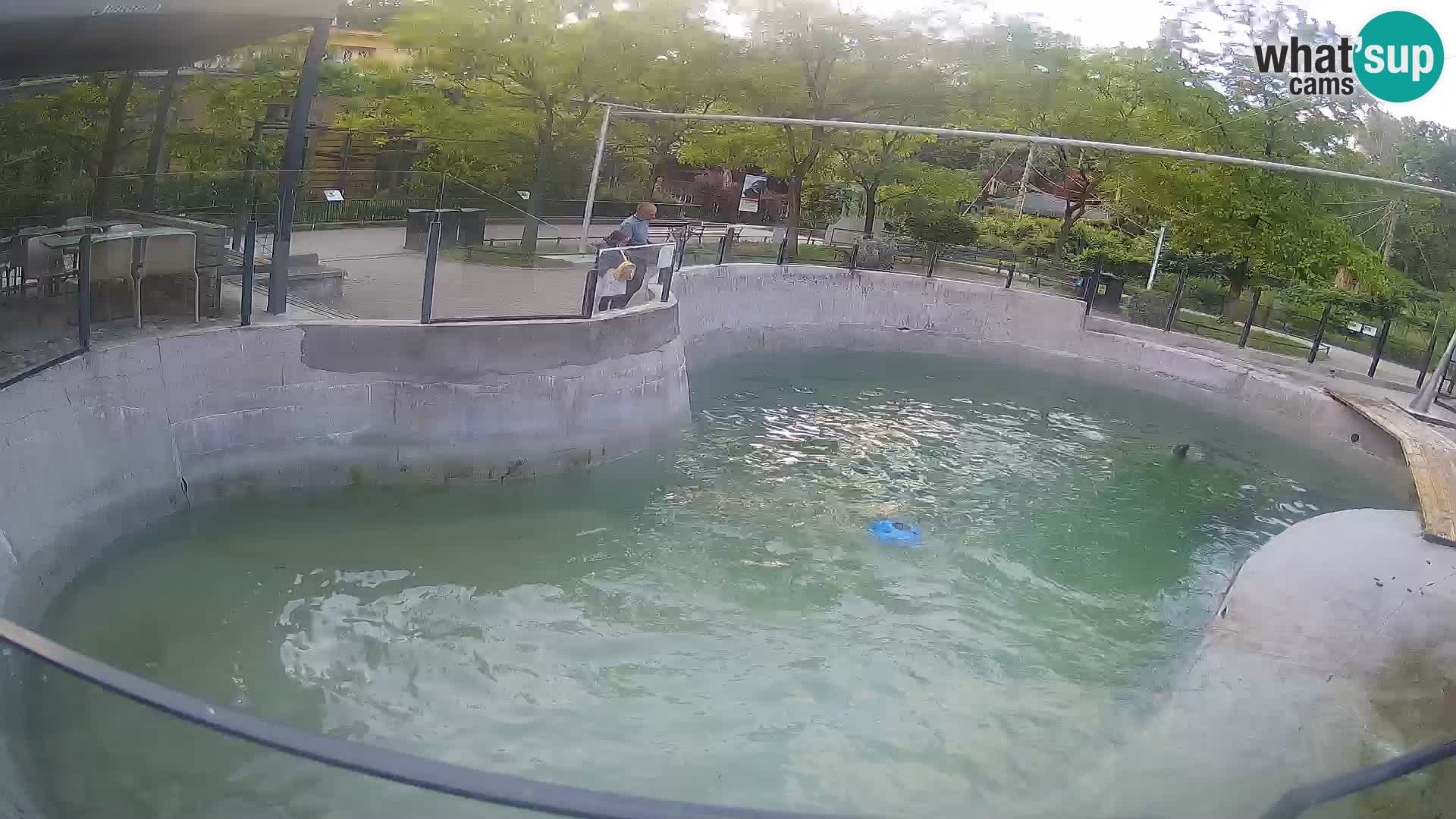 Zoo Zagreb – California Sea Lion