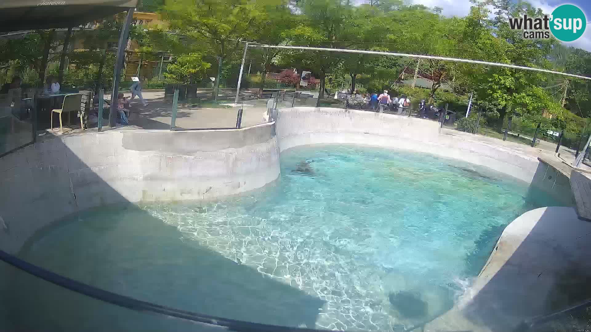 Zoo Zagreb – California Sea Lion