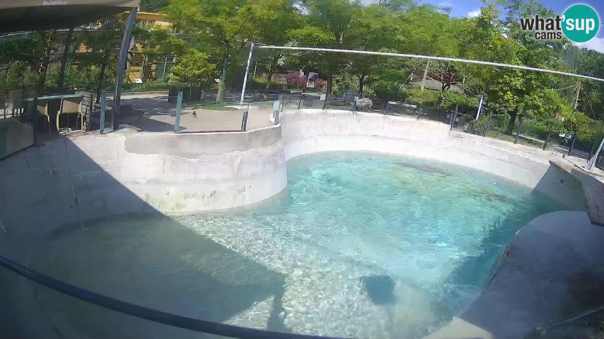 Zoo Zagreb – Kalifornischer Seelöwe