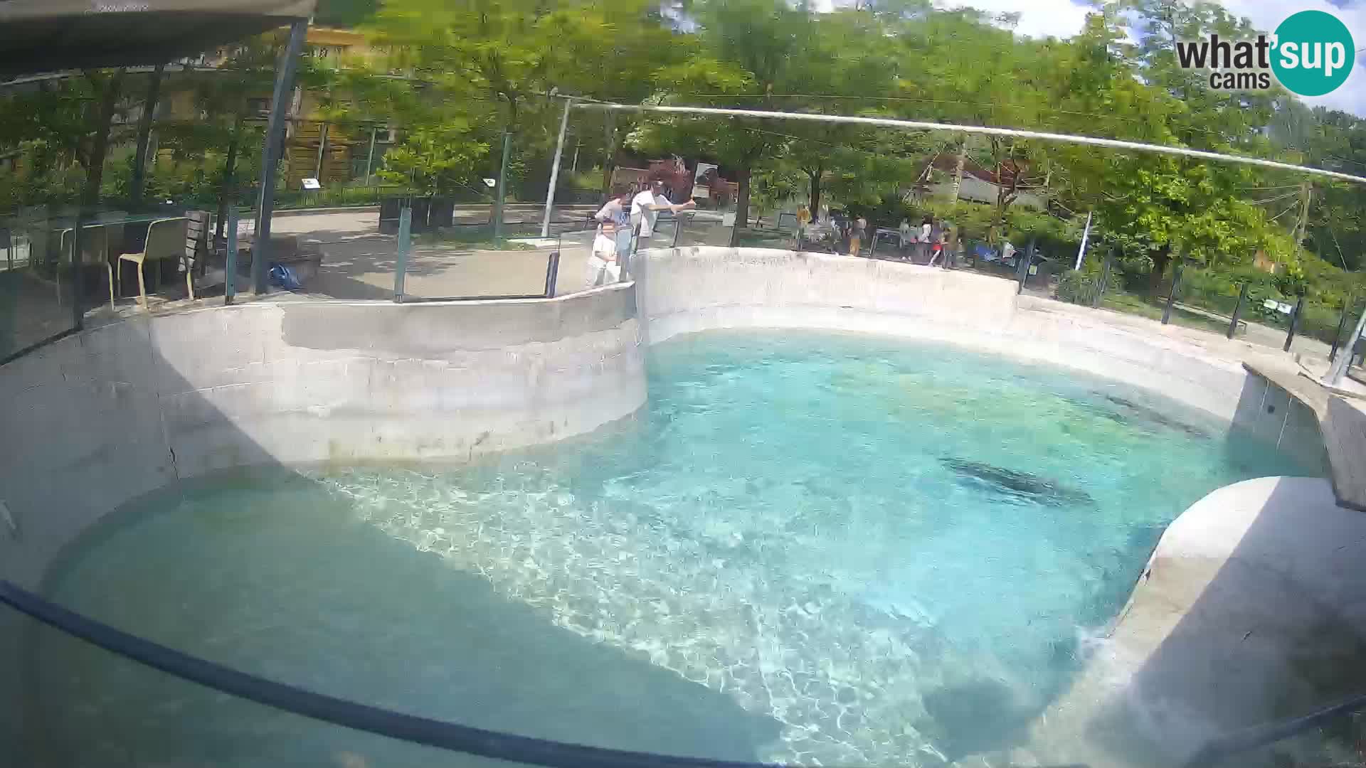 Zoo Zagreb – Kalifornijski morski lav