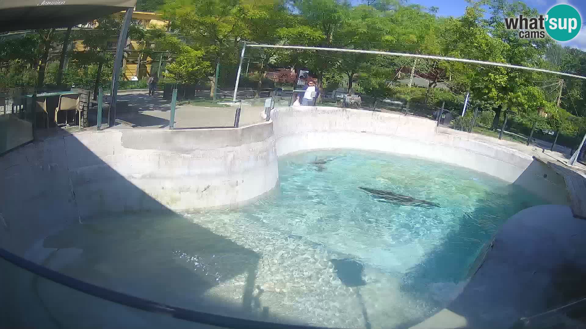 Zoo Zagreb – Kalifornijski morski lav