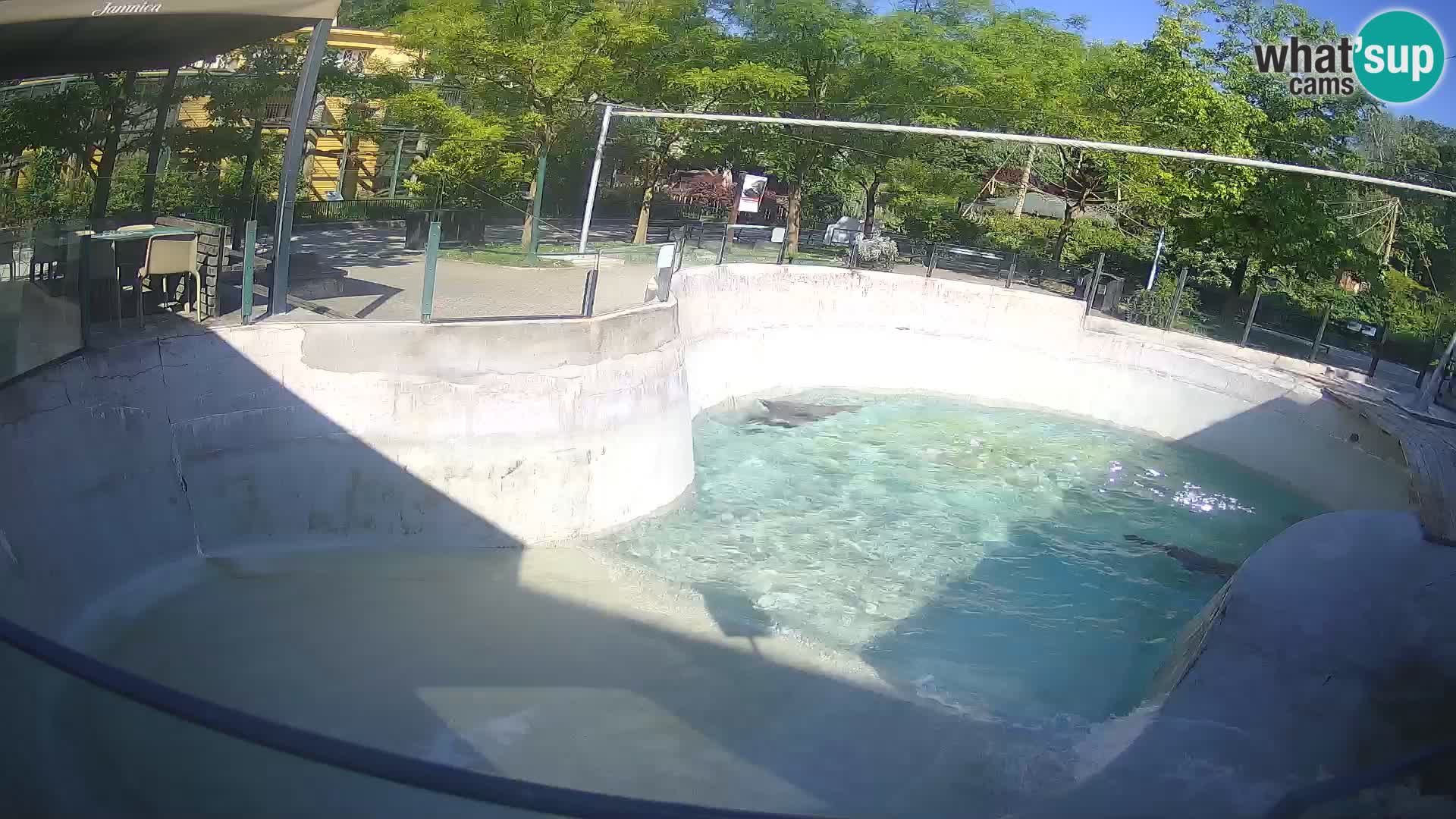 Zoo Zagreb – Otarie de Californie