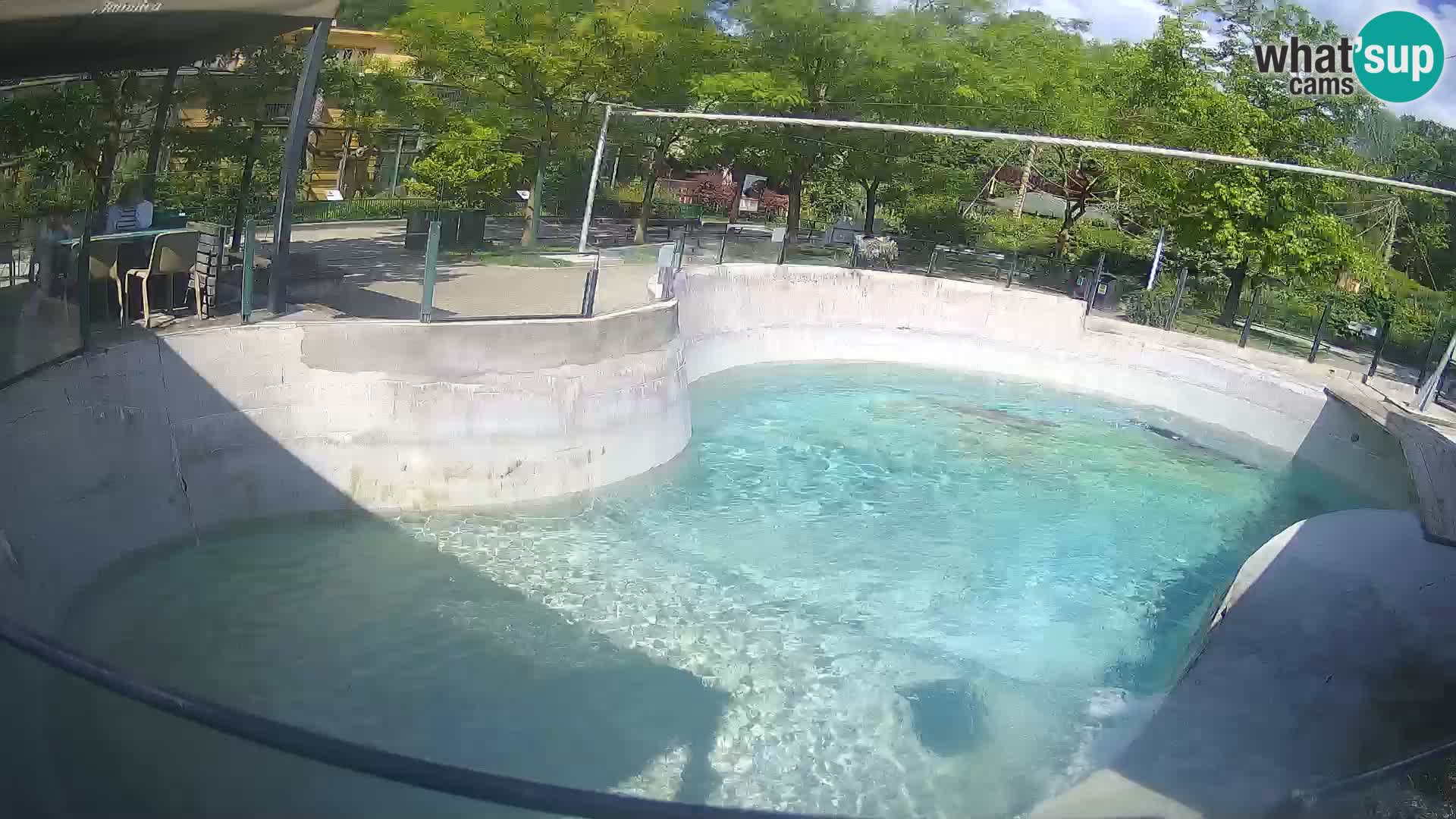 Zoo Zagreb – California Sea Lion