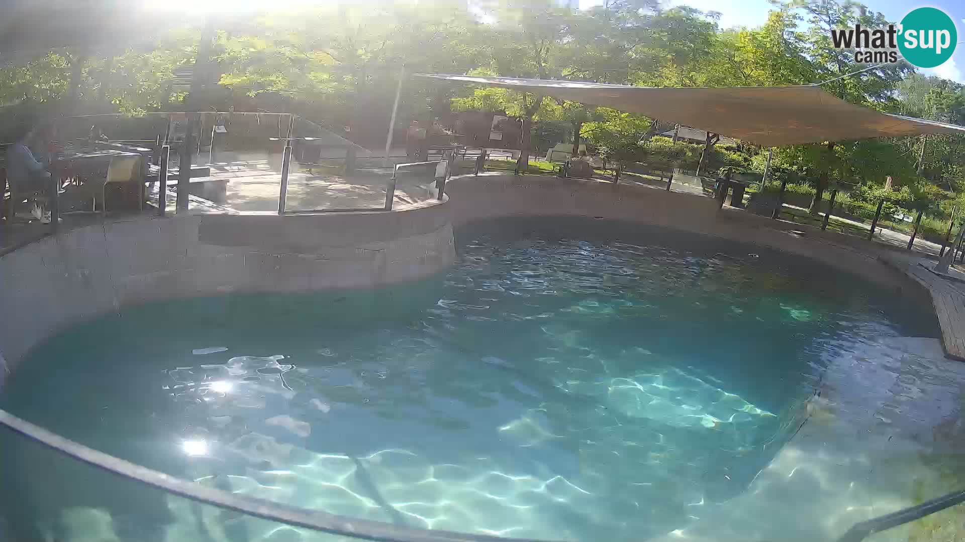 Zoo Zagreb – Kalifornijski morski lev