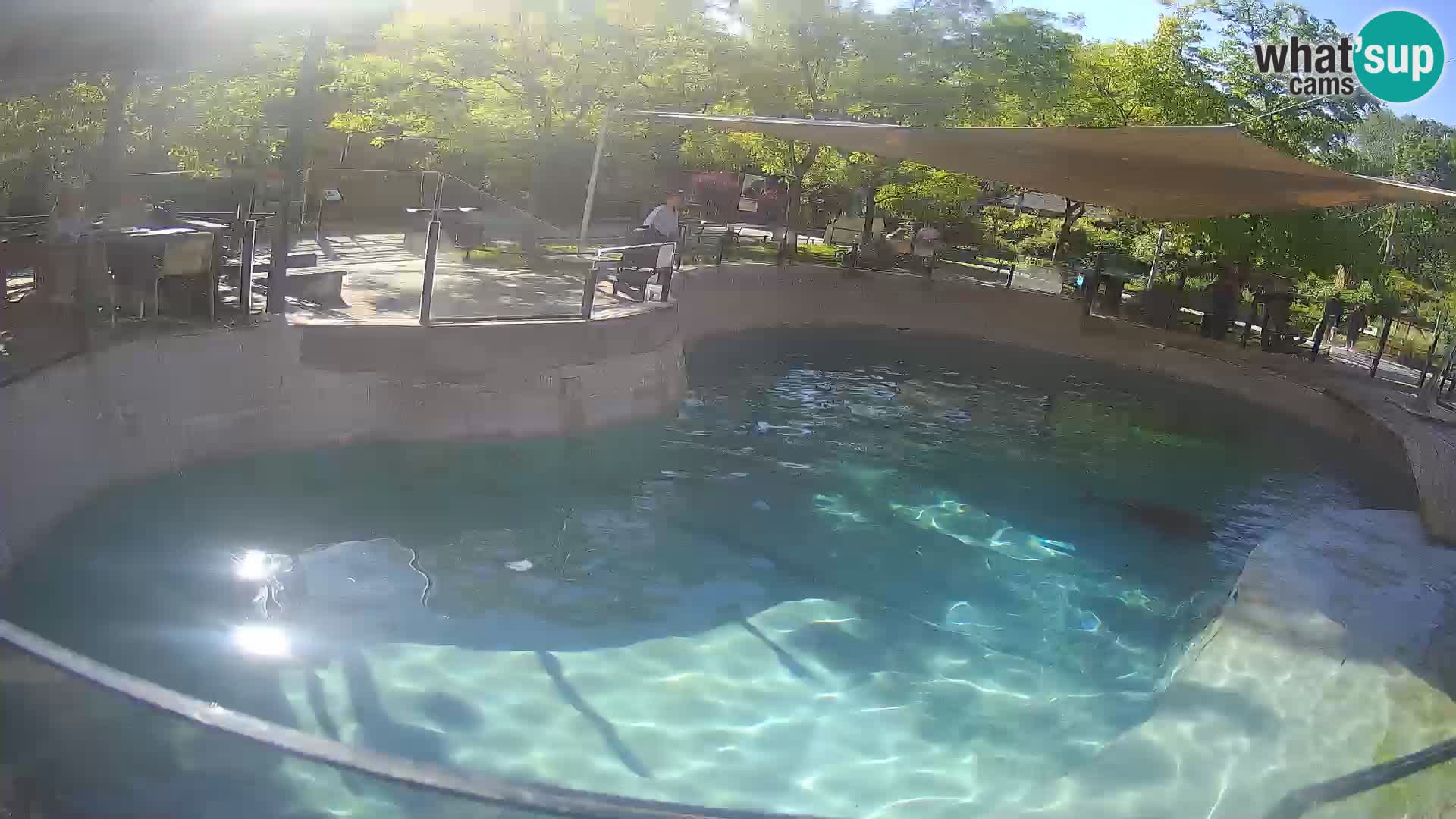 Zoo Zagreb – Kalifornijski morski lev