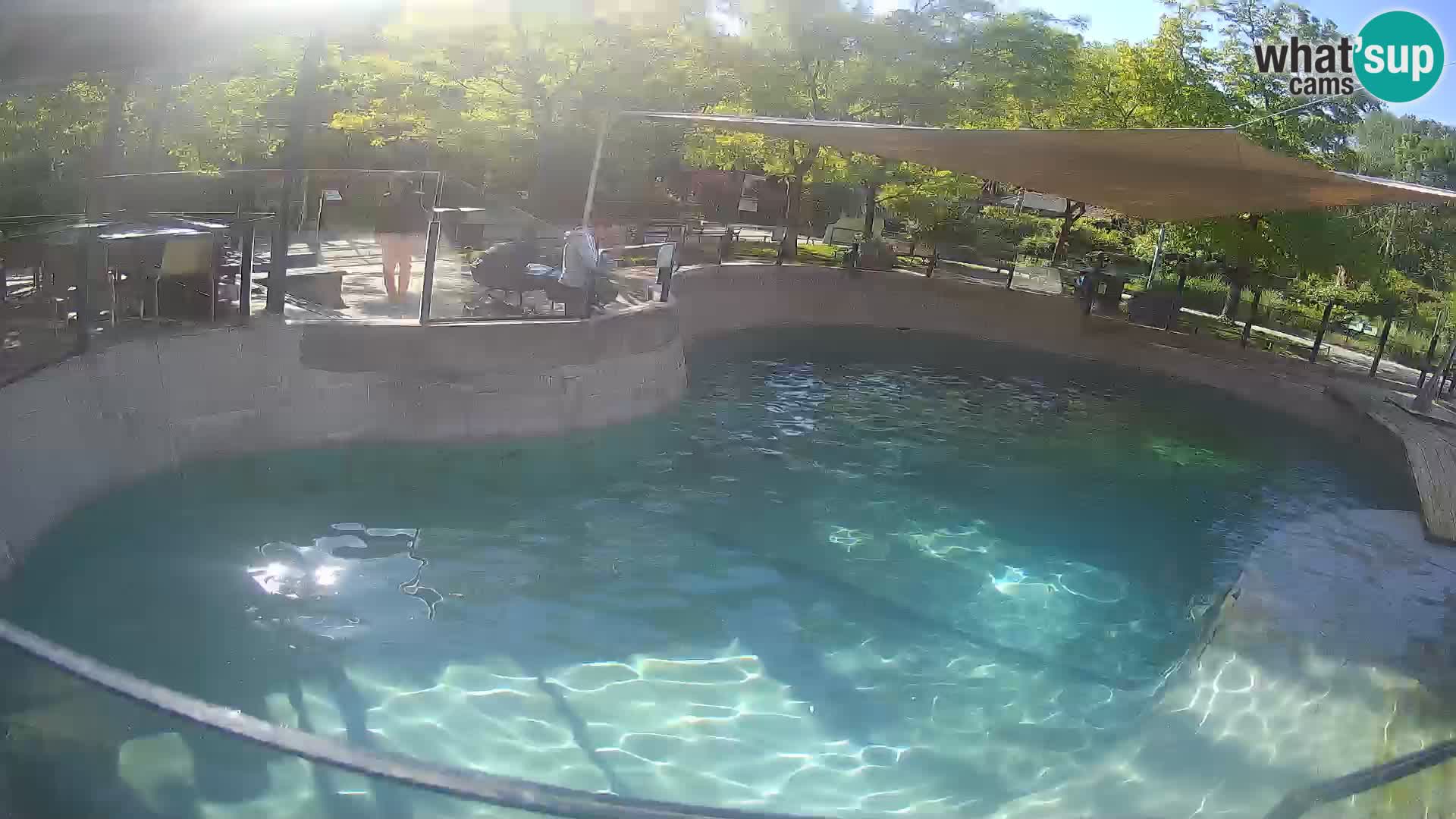 Zoo Zagreb – Kalifornijski morski lev
