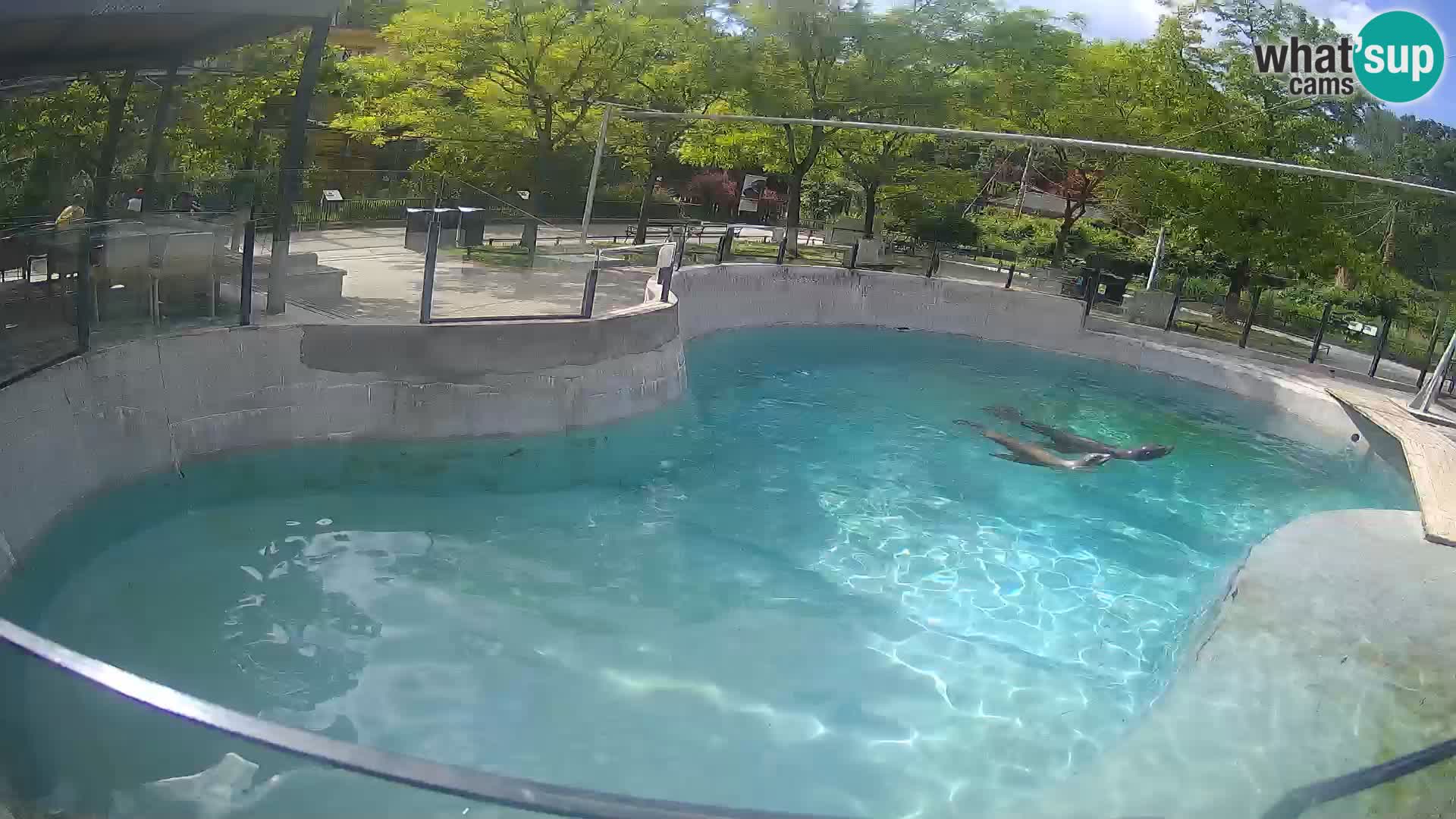 Zoo Zagreb –  León marino de California