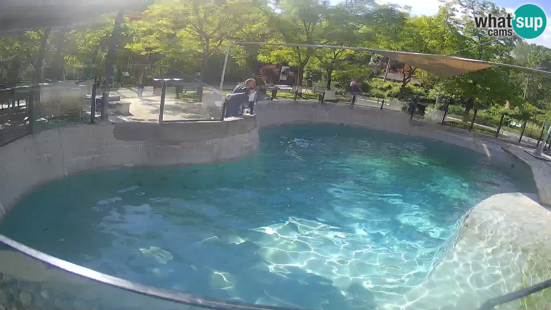 Zoo Zagreb – Kalifornijski morski lav