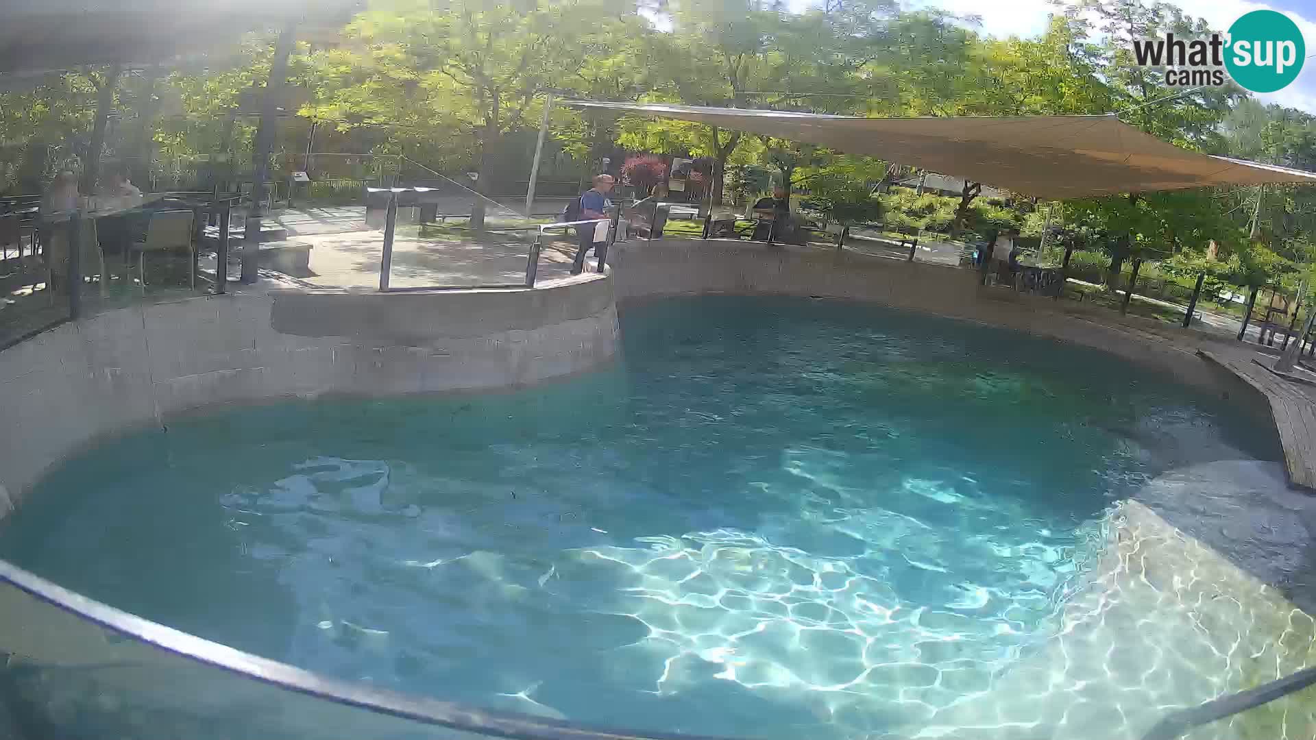 Zoo Zagreb – California Sea Lion