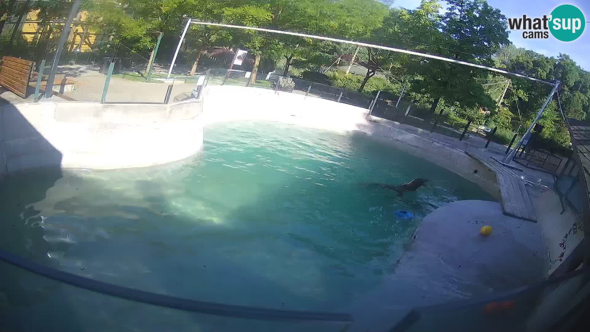 Zoo Zagreb –  León marino de California