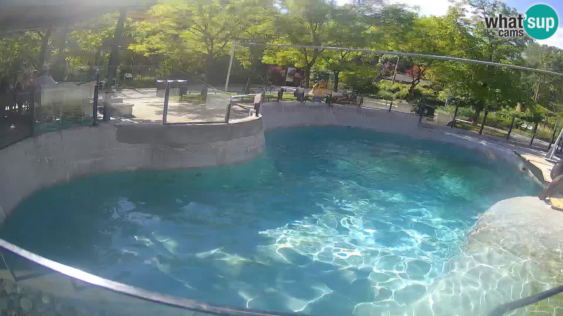 Zoo Zagreb – Kalifornijski morski lav