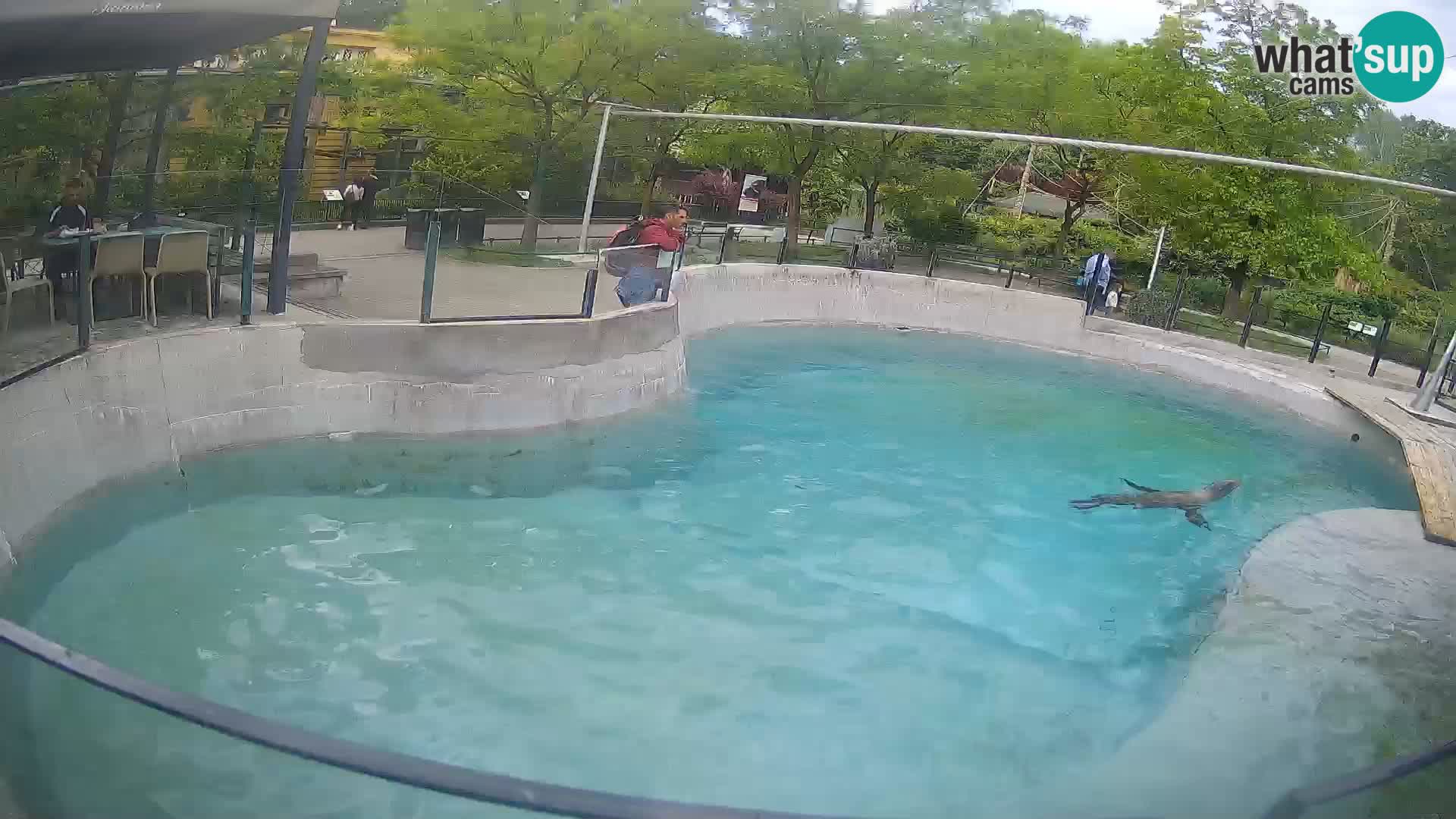 Zoo Zagreb – Otaria della California