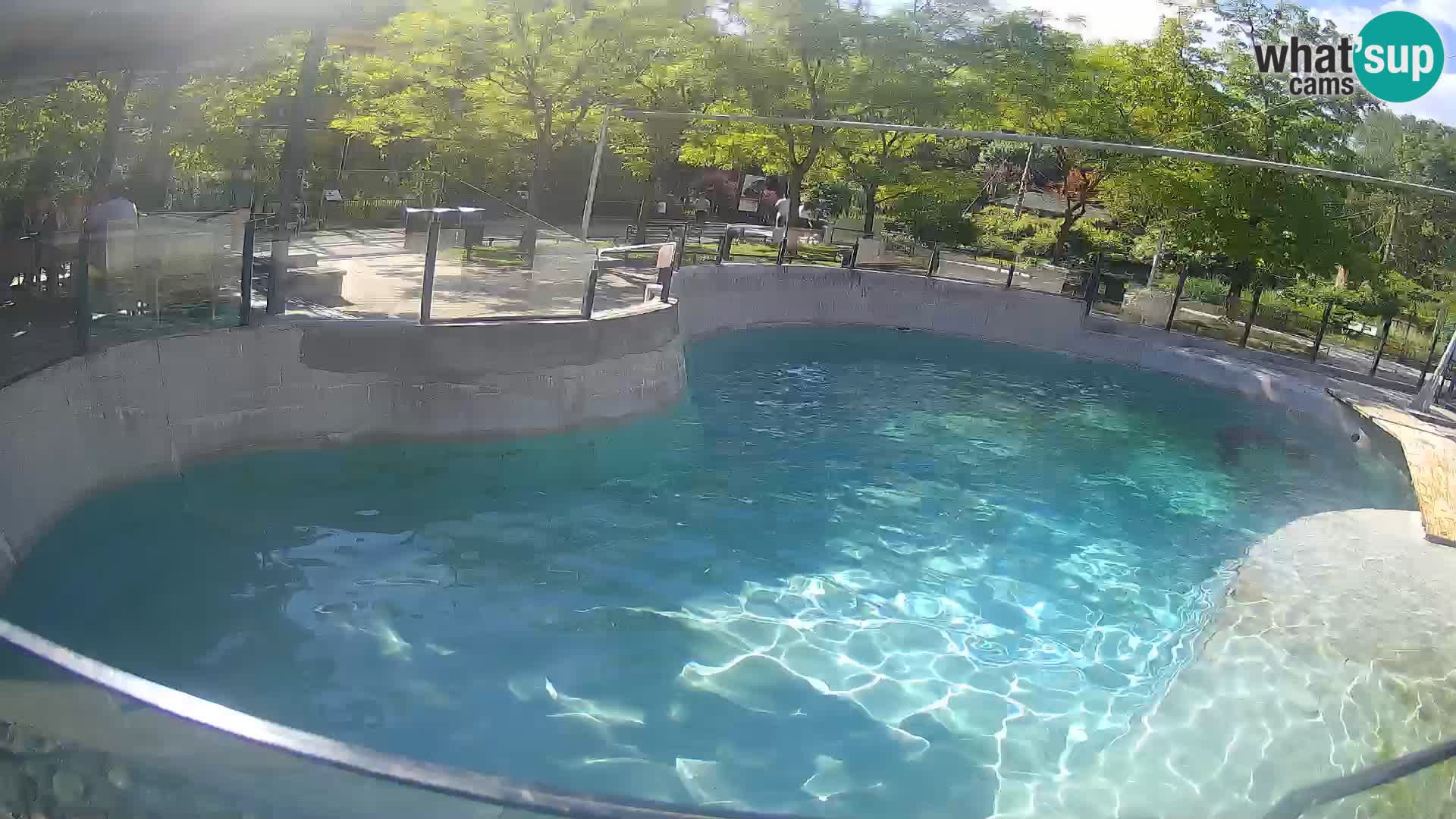 Zoo Zagreb – Otaria della California
