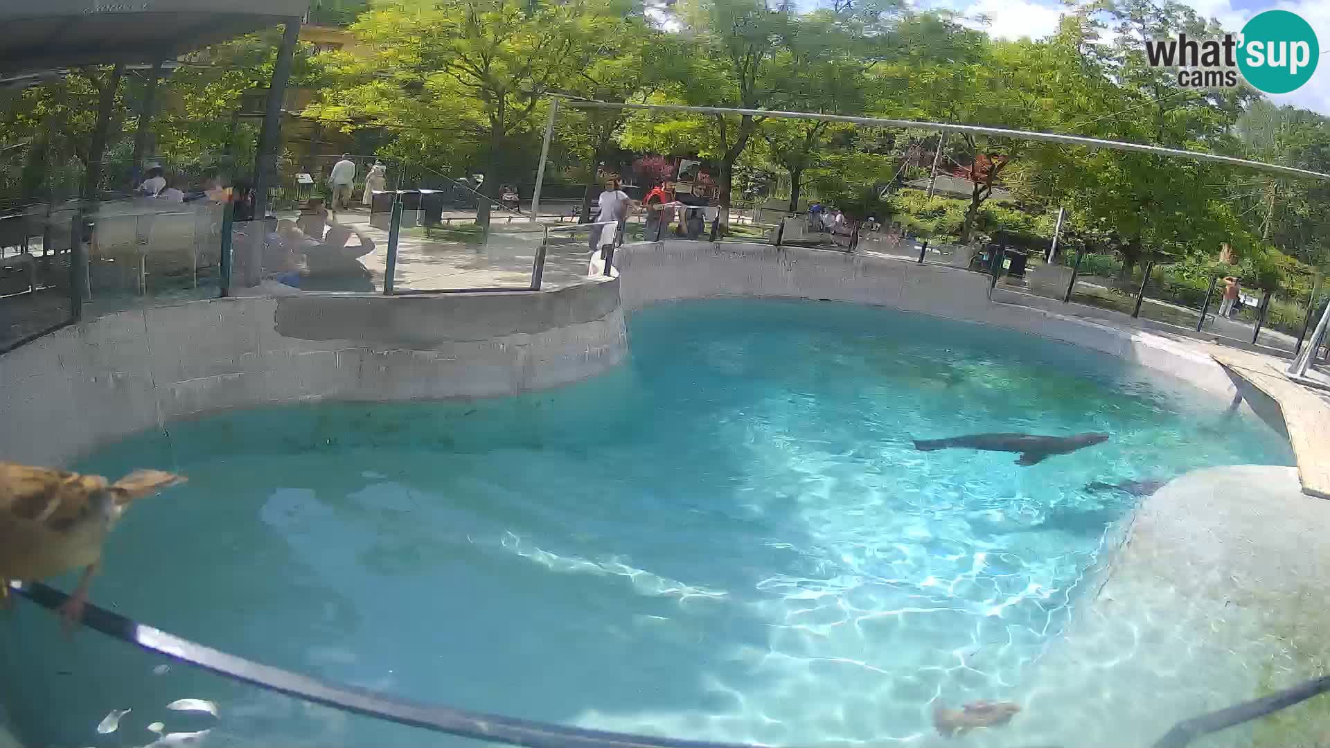 Zoo Zagreb – Kalifornijski morski lev